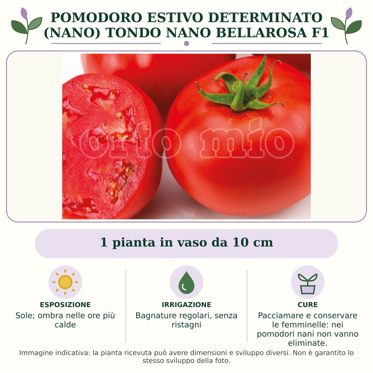 Pomodoro estivo determinato (nano) tondo nano Bellarosa F1: 1 pianta in vaso da 10 cm. Sole; ombra nelle ore più calde. Bagnature regolari, senza ristagni. Pacciamare e conservare le femminelle: nei pomodori nani non vanno eliminate.. Immagine indicativa.