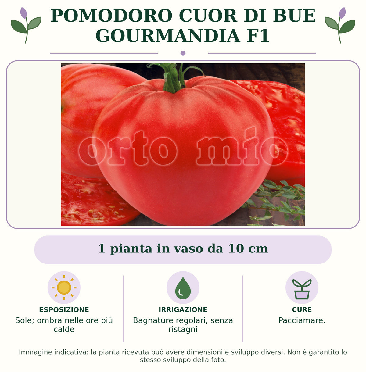 Pomodoro cuor di bue Gourmandia F1: 1 pianta in vaso da 10 cm. Sole; ombra nelle ore più calde. Bagnature regolari, senza ristagni. Pacciamare.. Immagine indicativa.
