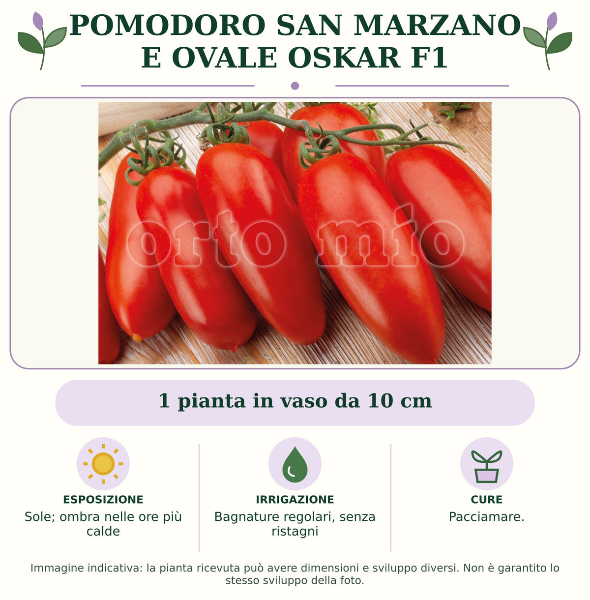 Pomodoro San Marzano e ovale Oskar F1: 1 pianta in vaso da 10 cm. Sole; ombra nelle ore più calde. Bagnature regolari, senza ristagni. Pacciamare.. Immagine indicativa.