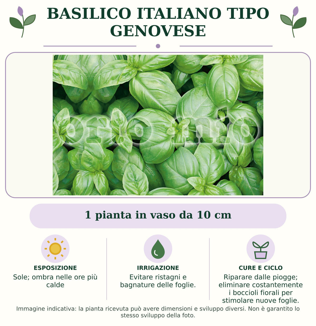 Basilico italiano tipo Genovese: 1 pianta in vaso da 10 cm. Sole; ombra nelle ore più calde. Evitare ristagni e bagnature delle foglie.. Riparare dalle piogge; eliminare costantemente i boccioli fiorali per stimolare nuove foglie.. Immagine indicativa.