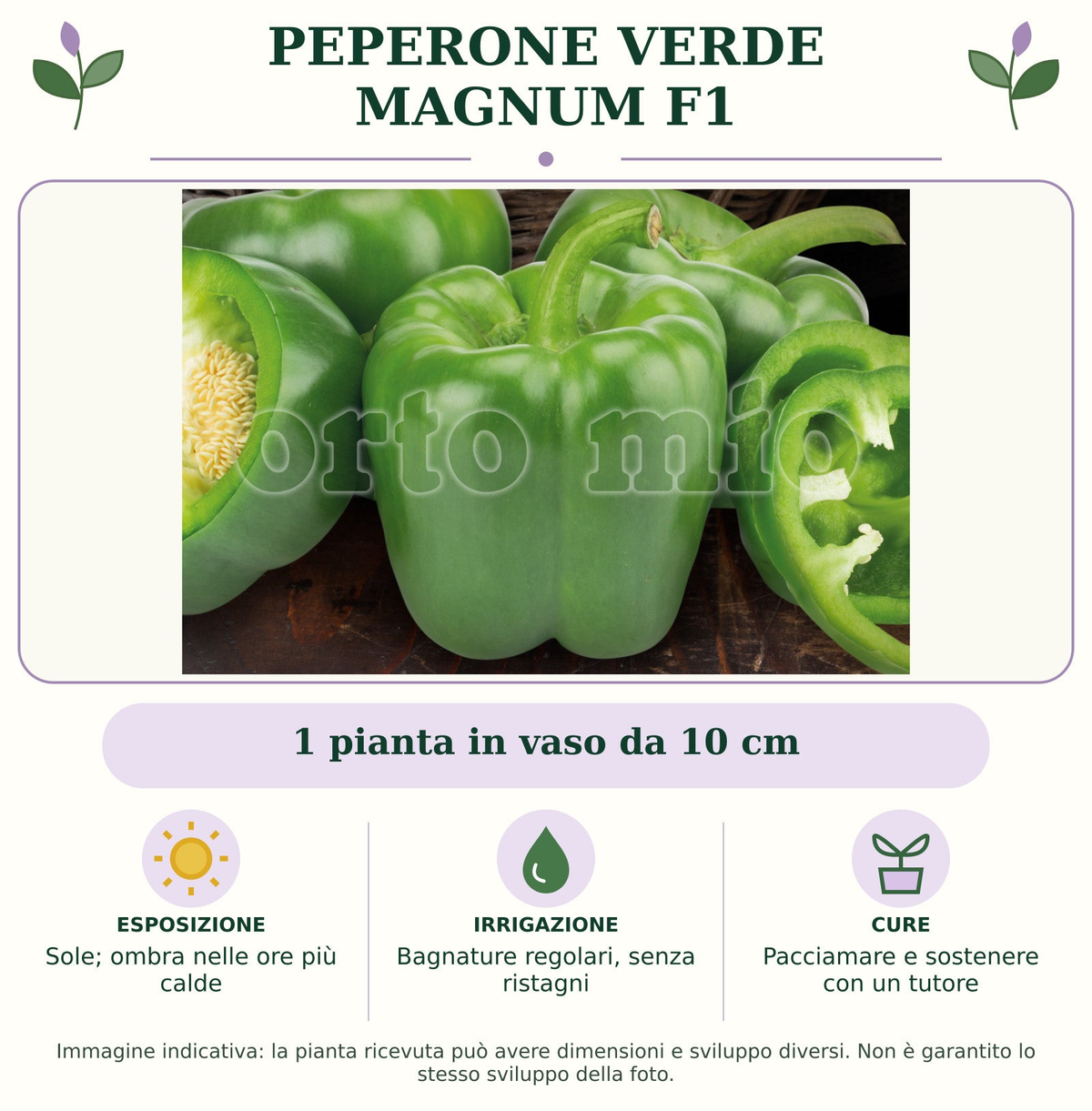 Peperone Verde Magnum F1: 1 pianta in vaso da 10 cm. Sole; ombra nelle ore più calde. Bagnature regolari, senza ristagni. Pacciamare e sostenere con un tutore. Immagine indicativa.