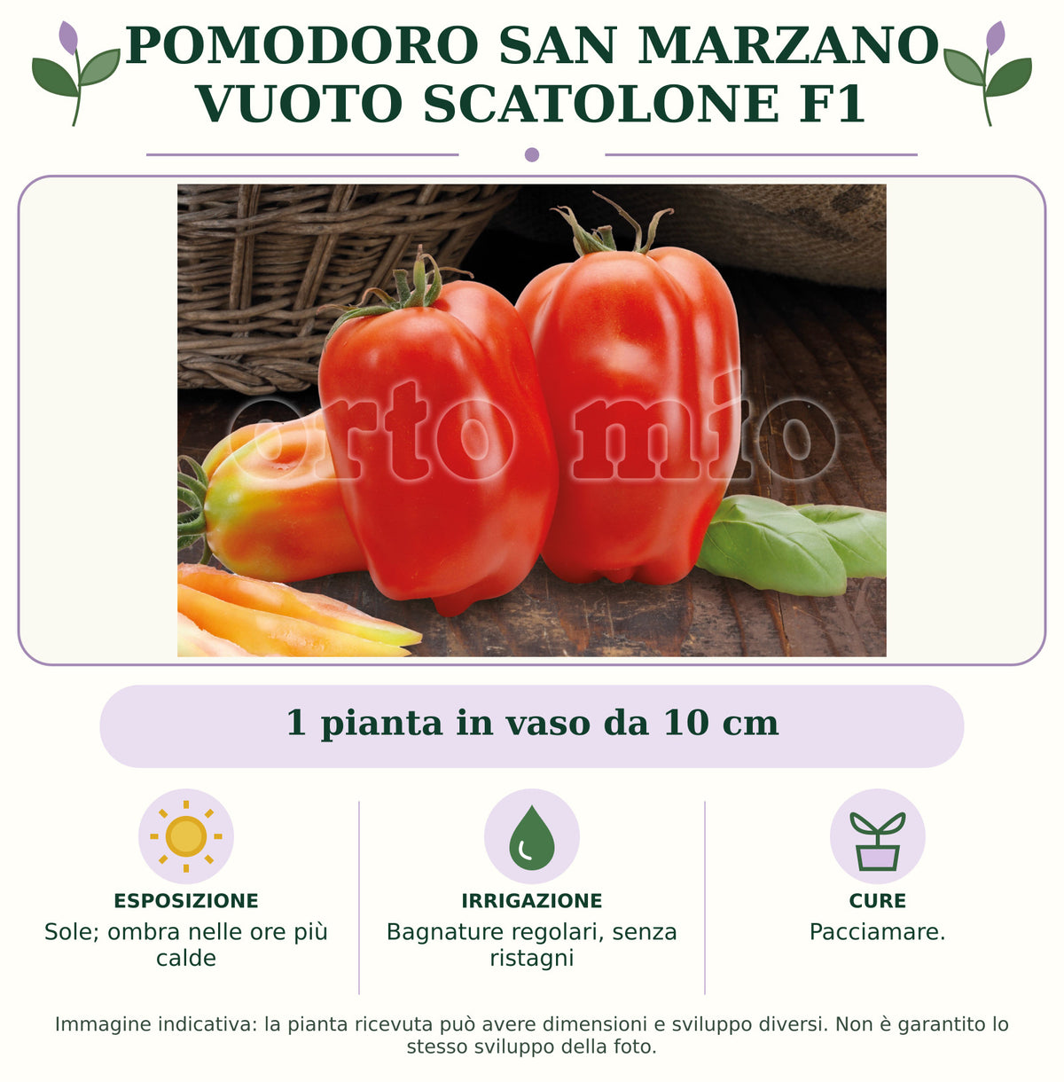 Pomodoro San Marzano vuoto Scatolone F1: 1 pianta in vaso da 10 cm. Sole; ombra nelle ore più calde. Bagnature regolari, senza ristagni. Pacciamare.. Immagine indicativa.