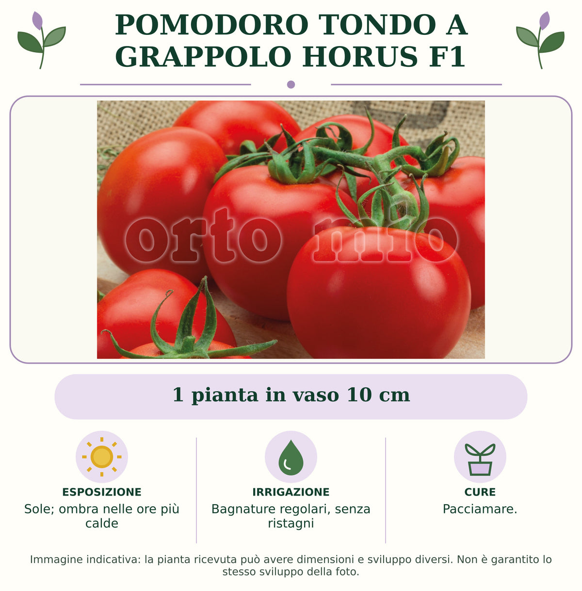 Pomodoro tondo a grappolo Horus F1: 1 pianta in vaso 10 cm. Sole; ombra nelle ore più calde. Bagnature regolari, senza ristagni. Pacciamare.. Immagine indicativa.