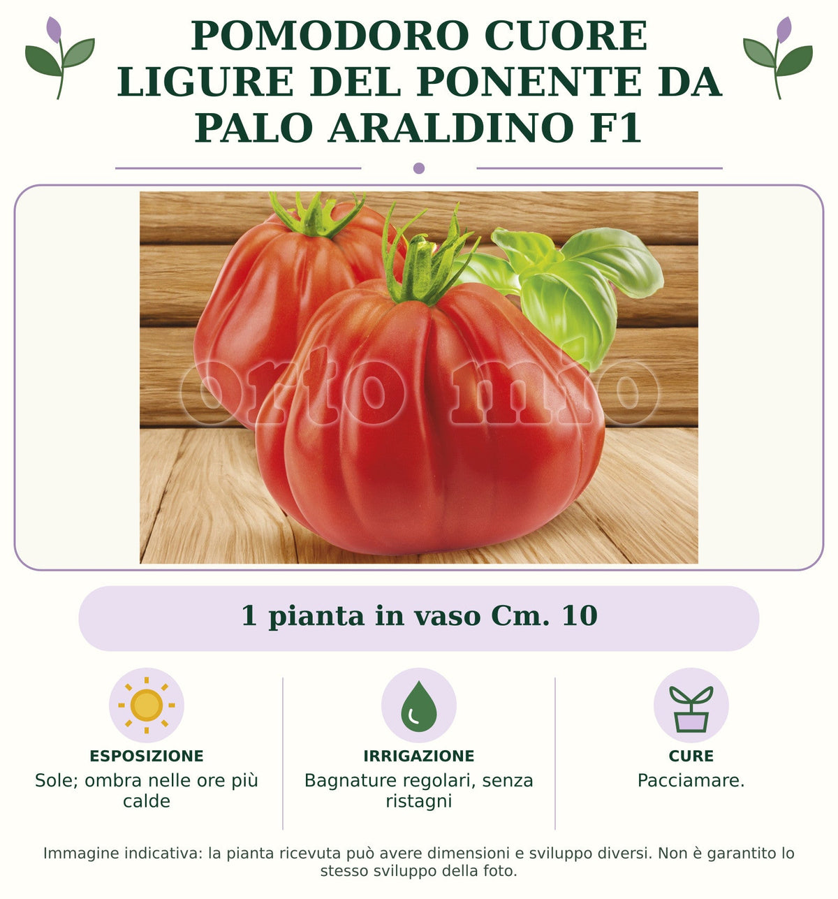 Pomodoro cuore ligure del ponente da palo Araldino F1: 1 pianta in vaso Cm. Sole; ombra nelle ore più calde. Bagnature regolari, senza ristagni. Pacciamare.. Immagine indicativa.