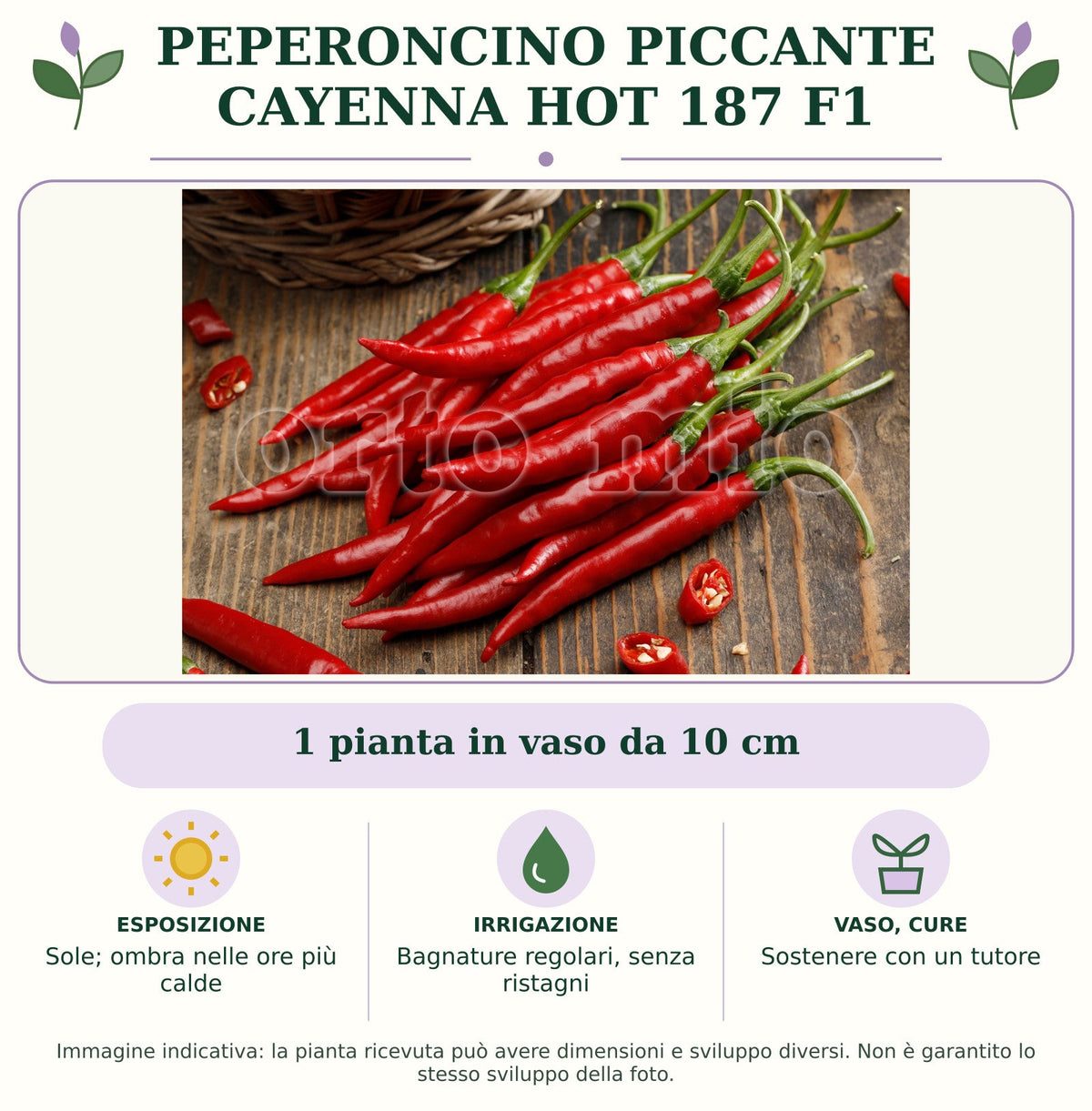 Peperoncino piccante Cayenna Hot 187 F1: 1 pianta in vaso da 10 cm. Sole; ombra nelle ore più calde. Bagnature regolari, senza ristagni. Sostenere con un tutore. Immagine indicativa.