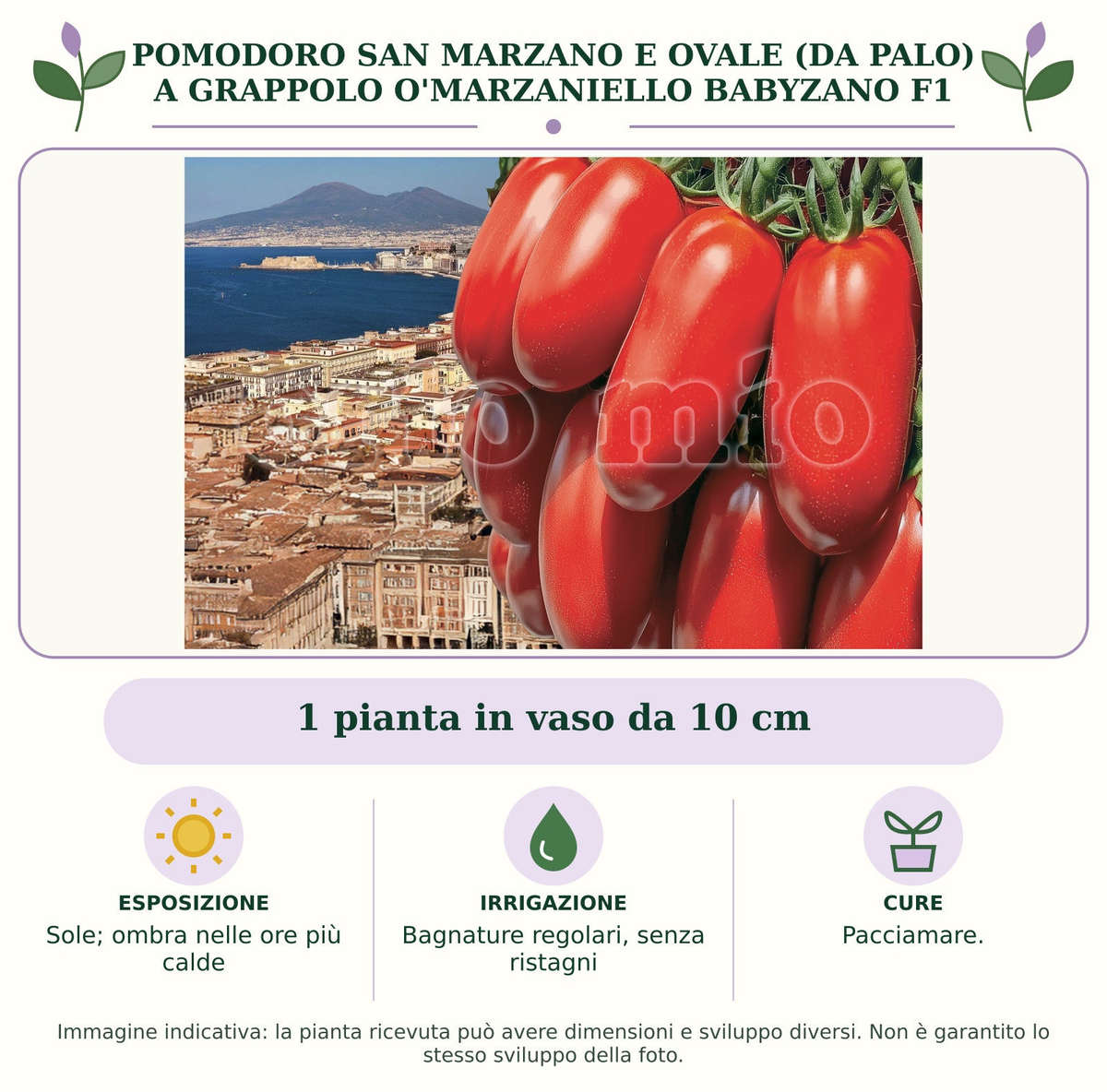 Pomodoro San Marzano e Ovale (da palo) A grappolo O'Marzaniello Babyzano F1: 1 pianta in vaso da 10 cm. Sole; ombra nelle ore più calde. Bagnature regolari, senza ristagni. Pacciamare.. Immagine indicativa.