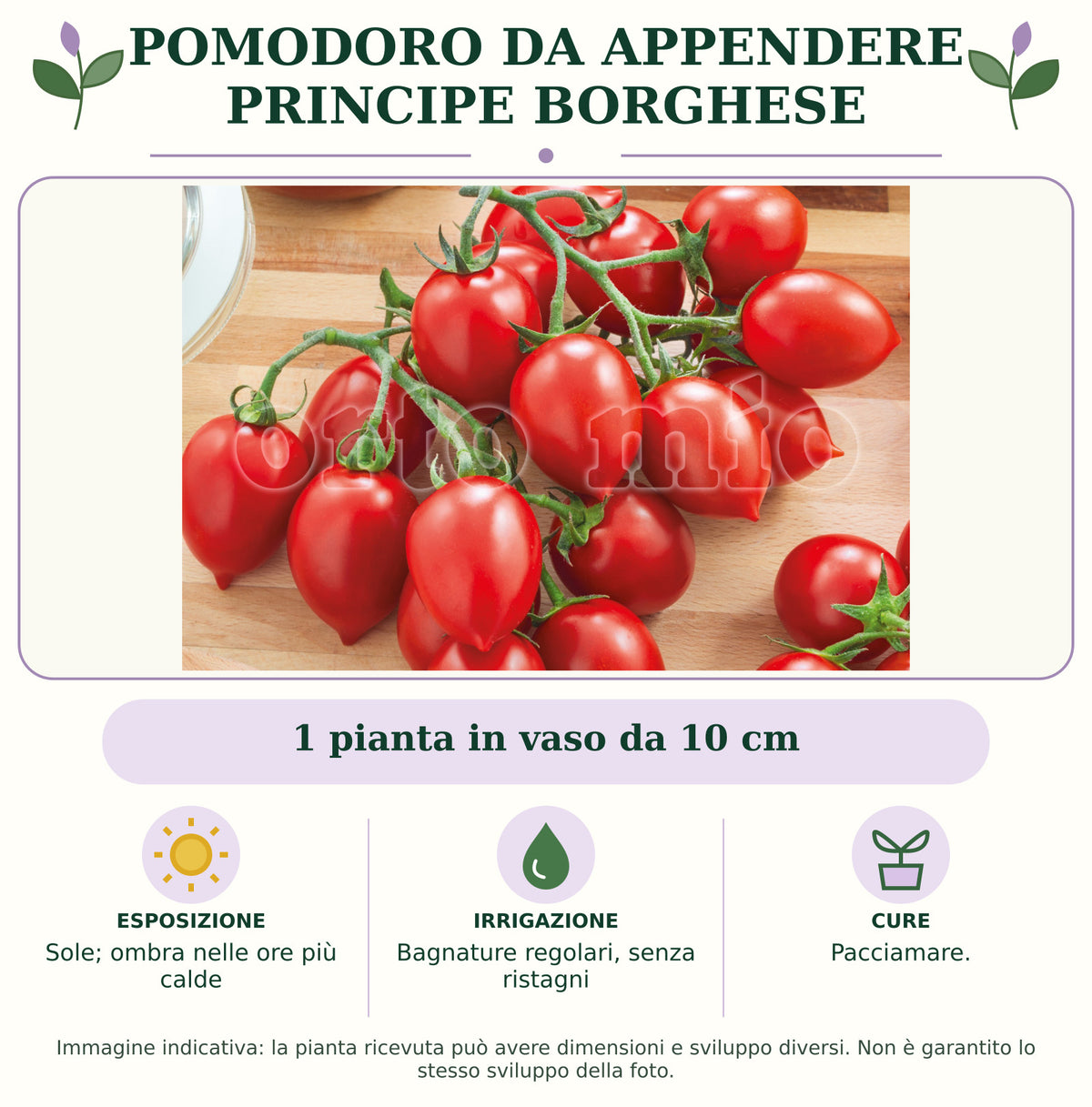 Pomodoro da appendere Principe borghese: 1 pianta in vaso da 10 cm. Sole; ombra nelle ore più calde. Bagnature regolari, senza ristagni. Pacciamare.. Immagine indicativa.