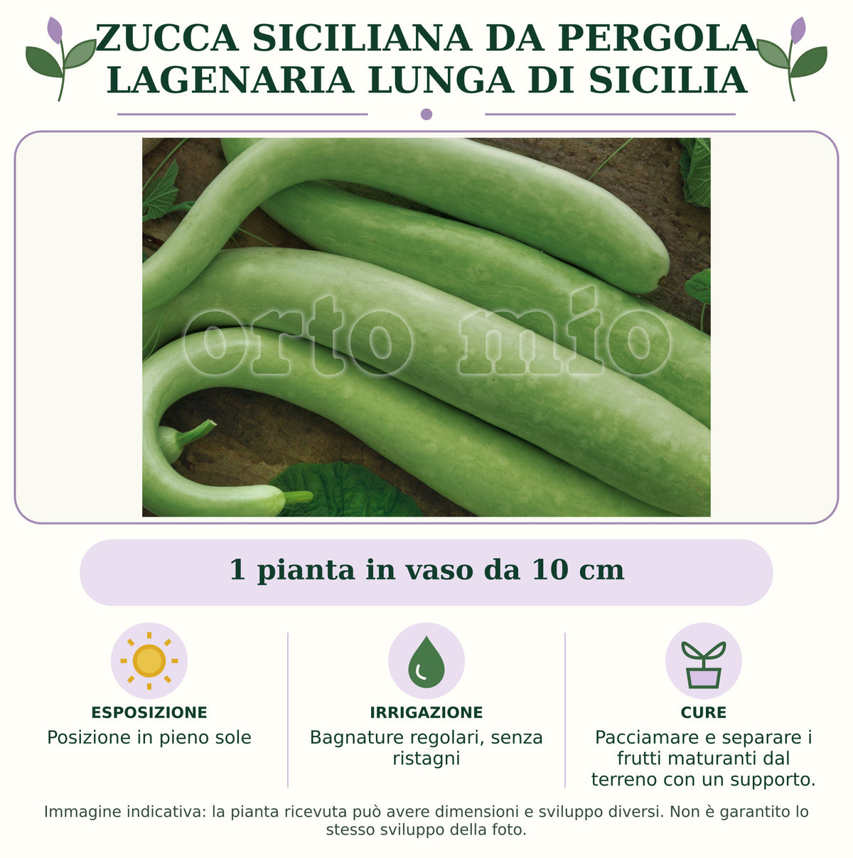 Zucca Siciliana da pergola Lagenaria lunga di Sicilia: 1 pianta in vaso da 10 cm. Posizione in pieno sole. Bagnature regolari, senza ristagni. Pacciamare e separare i frutti maturanti dal terreno con un supporto.. Immagine indicativa.