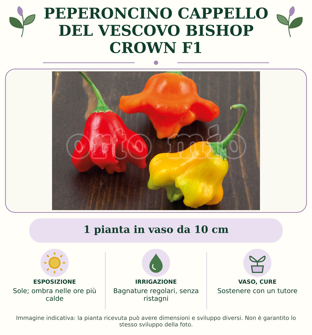 Peperoncino Cappello del Vescovo Bishop Crown F1: 1 pianta in vaso da 10 cm. Sole; ombra nelle ore più calde. Bagnature regolari, senza ristagni. Sostenere con un tutore. Immagine indicativa.