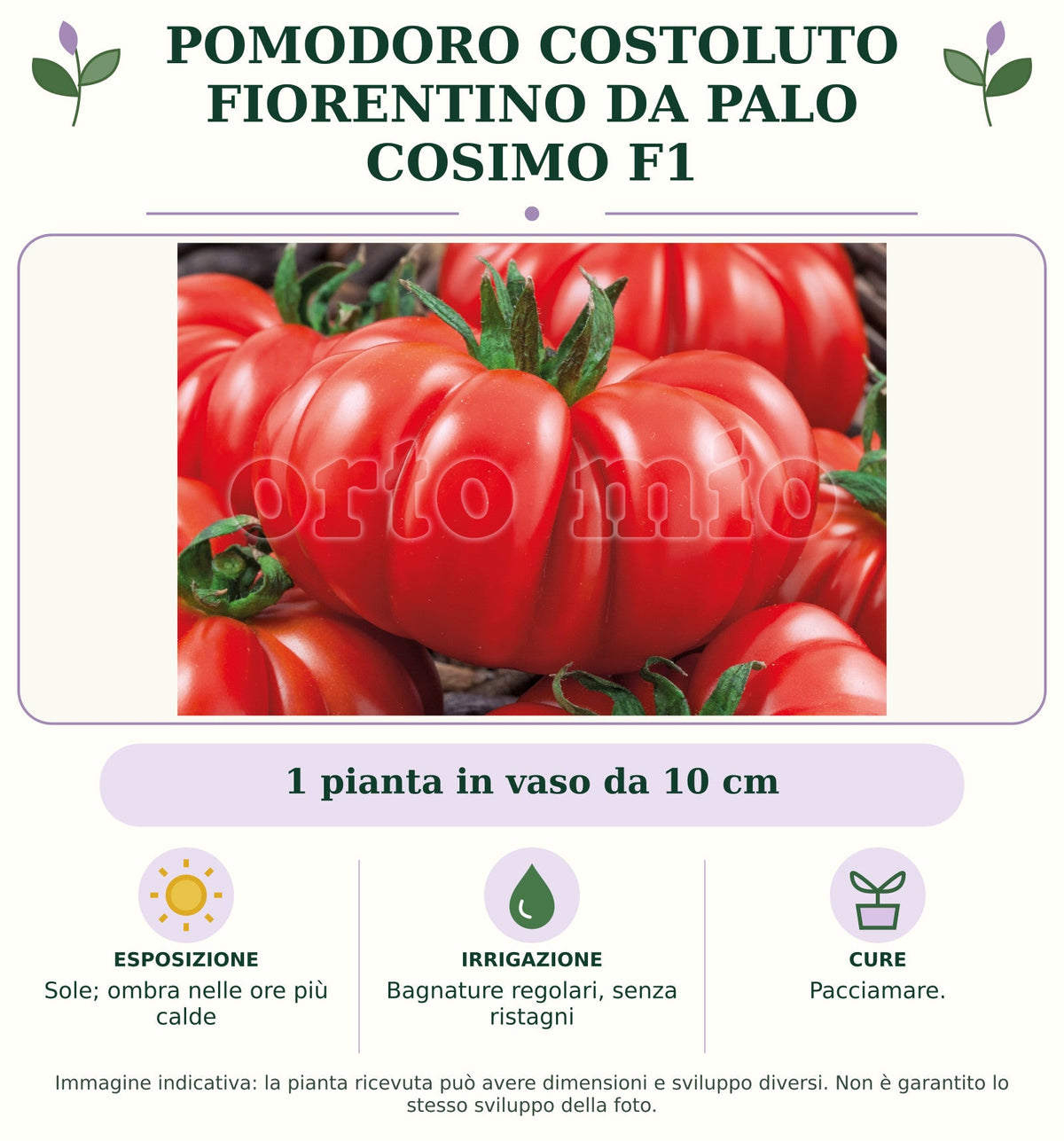 Pomodoro costoluto fiorentino da palo Cosimo F1: 1 pianta in vaso da 10 cm. Sole; ombra nelle ore più calde. Bagnature regolari, senza ristagni. Pacciamare.. Immagine indicativa.