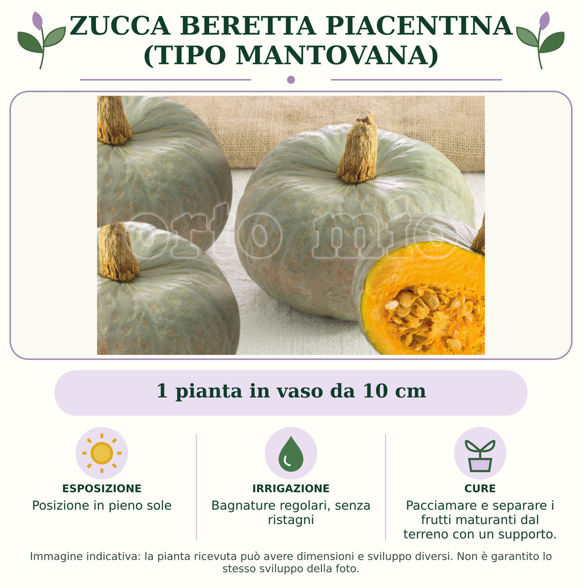 Zucca Beretta piacentina (tipo mantovana): 1 pianta in vaso da 10 cm. Posizione in pieno sole. Bagnature regolari, senza ristagni. Pacciamare e separare i frutti maturanti dal terreno con un supporto.. Immagine indicativa.