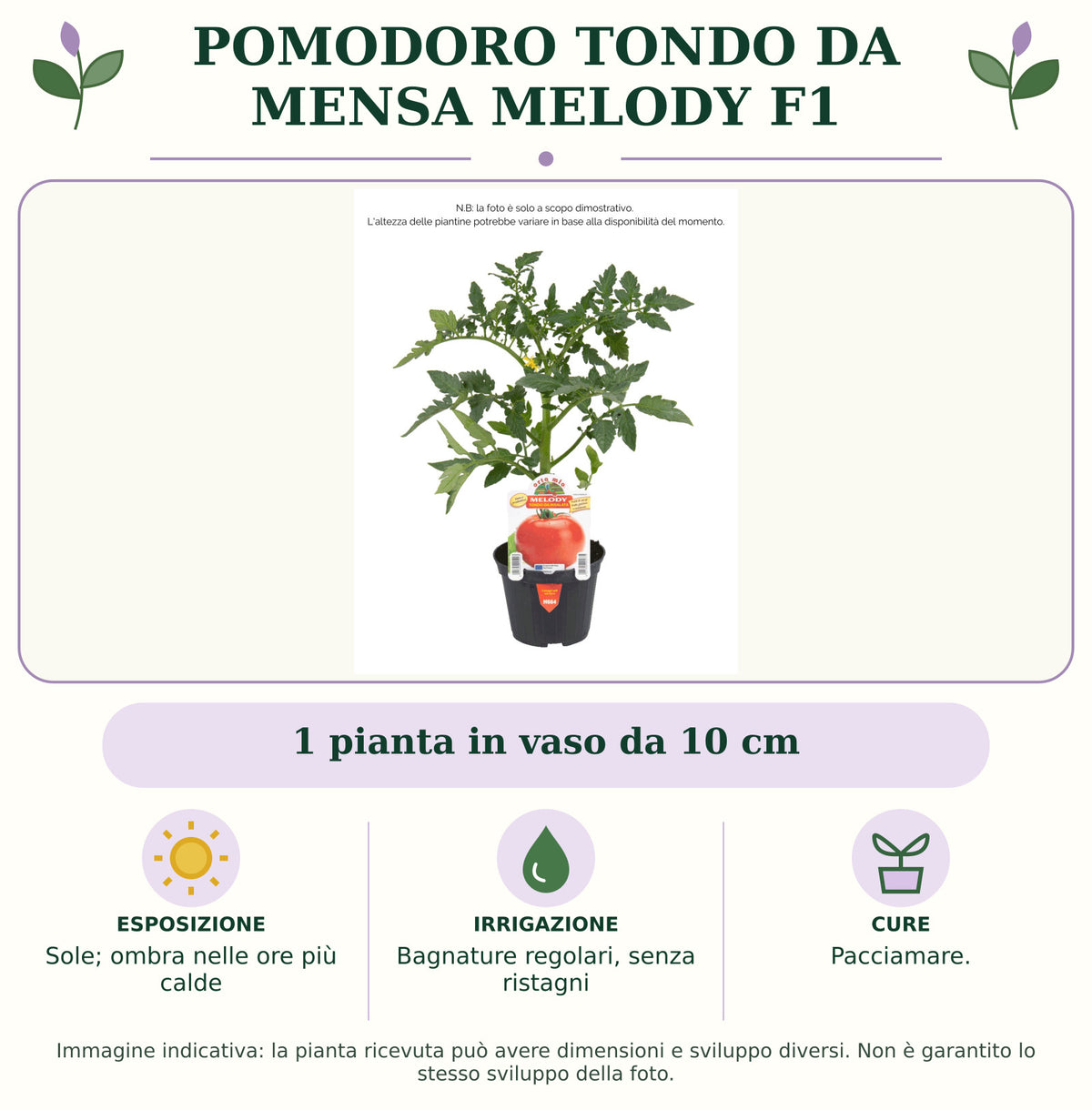 Pomodoro tondo da mensa Melody F1: 1 pianta in vaso da 10 cm. Sole; ombra nelle ore più calde. Bagnature regolari, senza ristagni. Pacciamare.. Immagine indicativa.