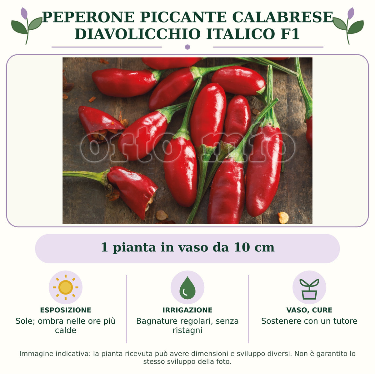 Peperone piccante calabrese diavolicchio Italico F1: 1 pianta in vaso da 10 cm. Sole; ombra nelle ore più calde. Bagnature regolari, senza ristagni. Sostenere con un tutore. Immagine indicativa.