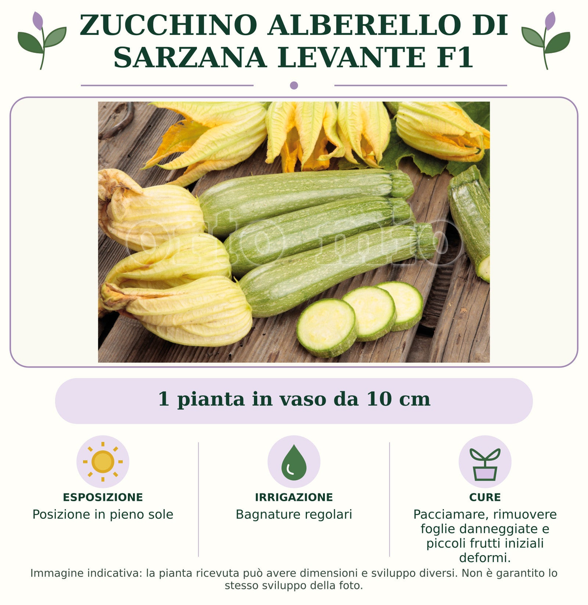 Zucchino alberello di Sarzana Levante F1: 1 pianta in vaso da 10 cm. Posizione in pieno sole. Bagnature regolari. Pacciamare, rimuovere foglie danneggiate e piccoli frutti iniziali deformi.. Immagine indicativa.