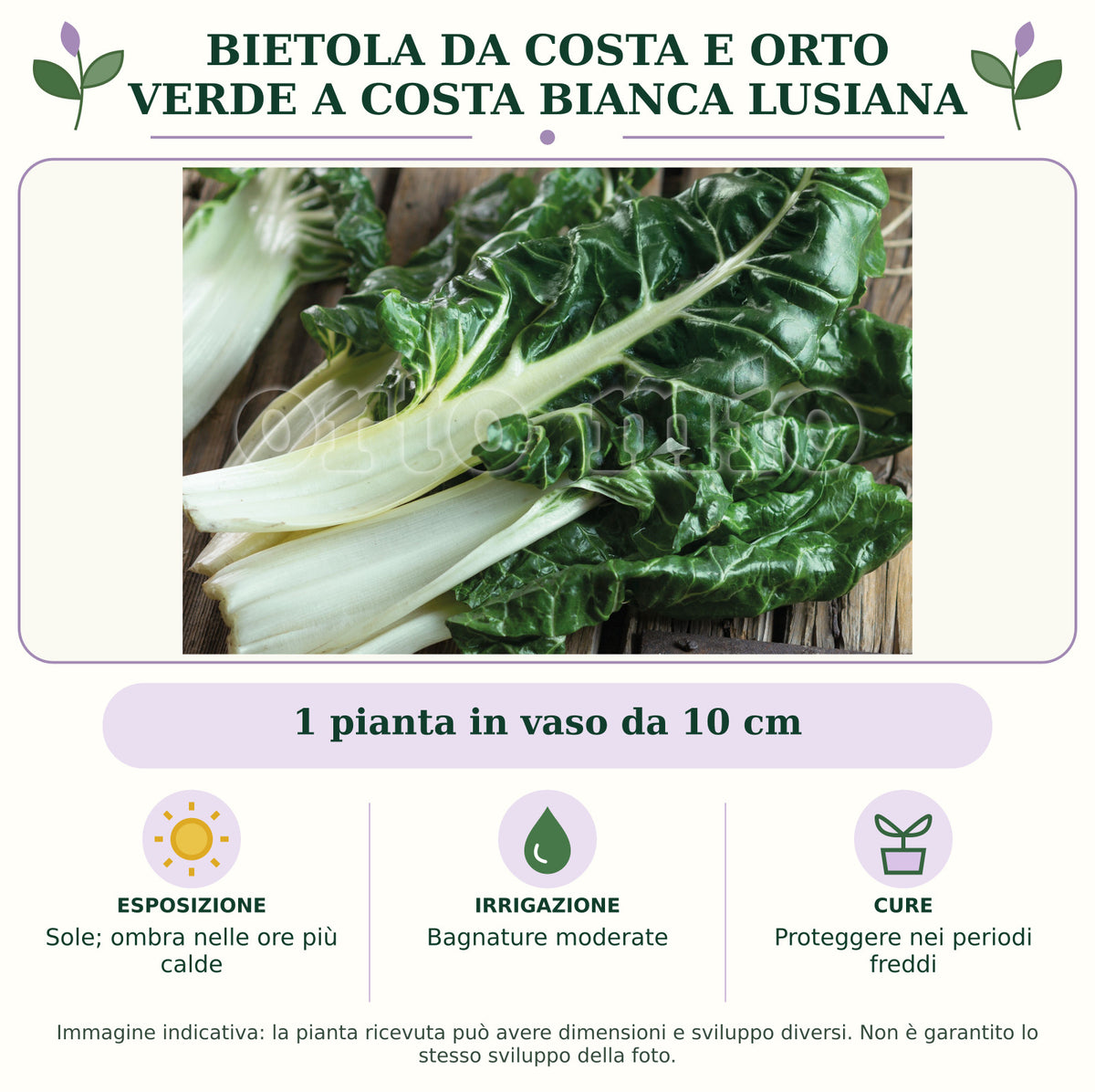 Bietola da costa e orto verde a costa bianca Lusiana: 1 pianta in vaso da 10 cm. Sole; ombra nelle ore più calde. Bagnature moderate. Proteggere nei periodi freddi. Immagine indicativa.