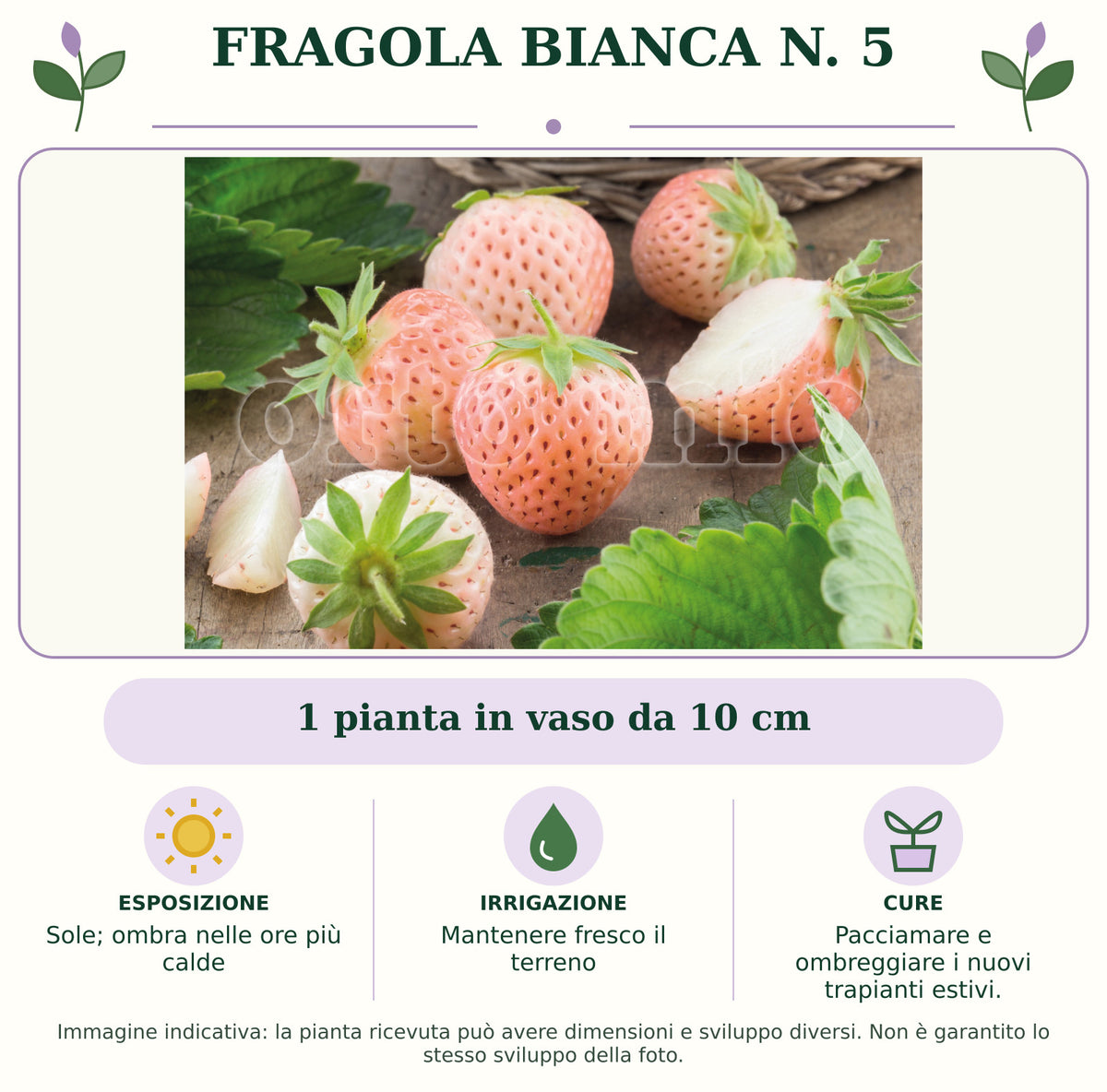 Fragola bianca n. 5: 1 pianta in vaso da 10 cm. Sole; ombra nelle ore più calde. Mantenere fresco il terreno. Pacciamare e ombreggiare i nuovi trapianti estivi.. Immagine indicativa.