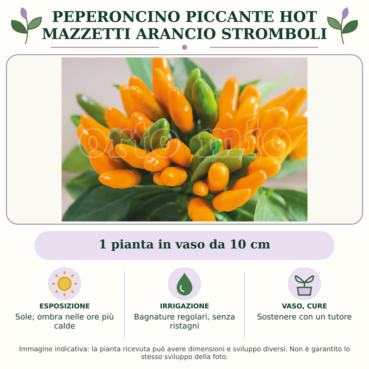 Peperoncino piccante hot Mazzetti arancio Stromboli: 1 pianta in vaso da 10 cm. Sole; ombra nelle ore più calde. Bagnature regolari, senza ristagni. Sostenere con un tutore. Immagine indicativa.