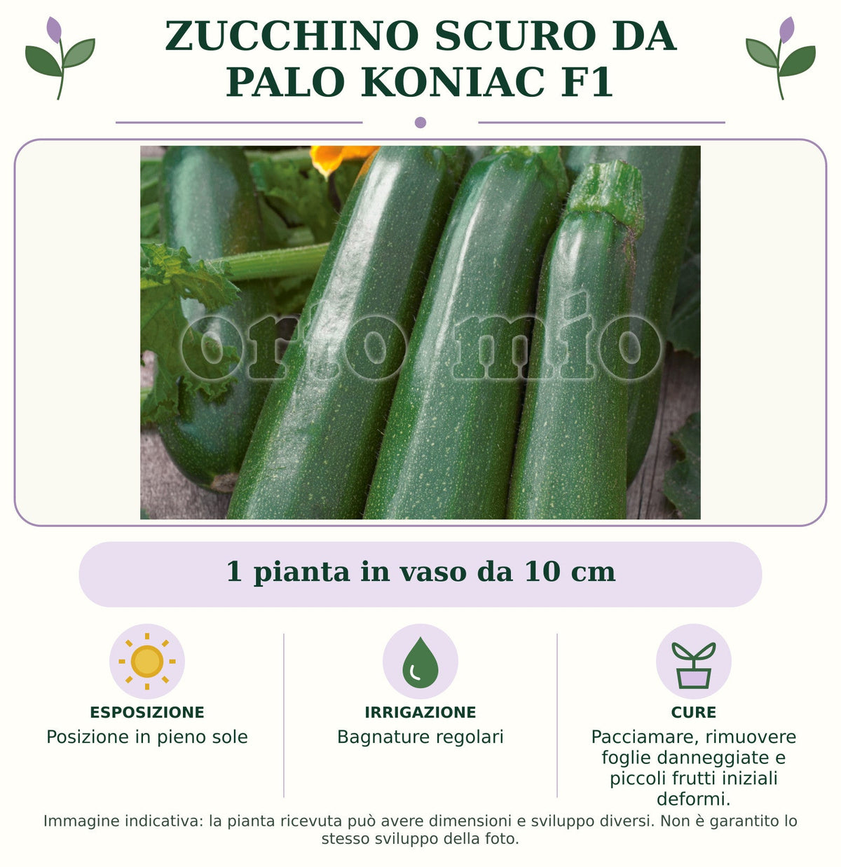 Zucchino Scuro da palo Koniac F1: 1 pianta in vaso da 10 cm. Posizione in pieno sole. Bagnature regolari. Pacciamare, rimuovere foglie danneggiate e piccoli frutti iniziali deformi.. Immagine indicativa.