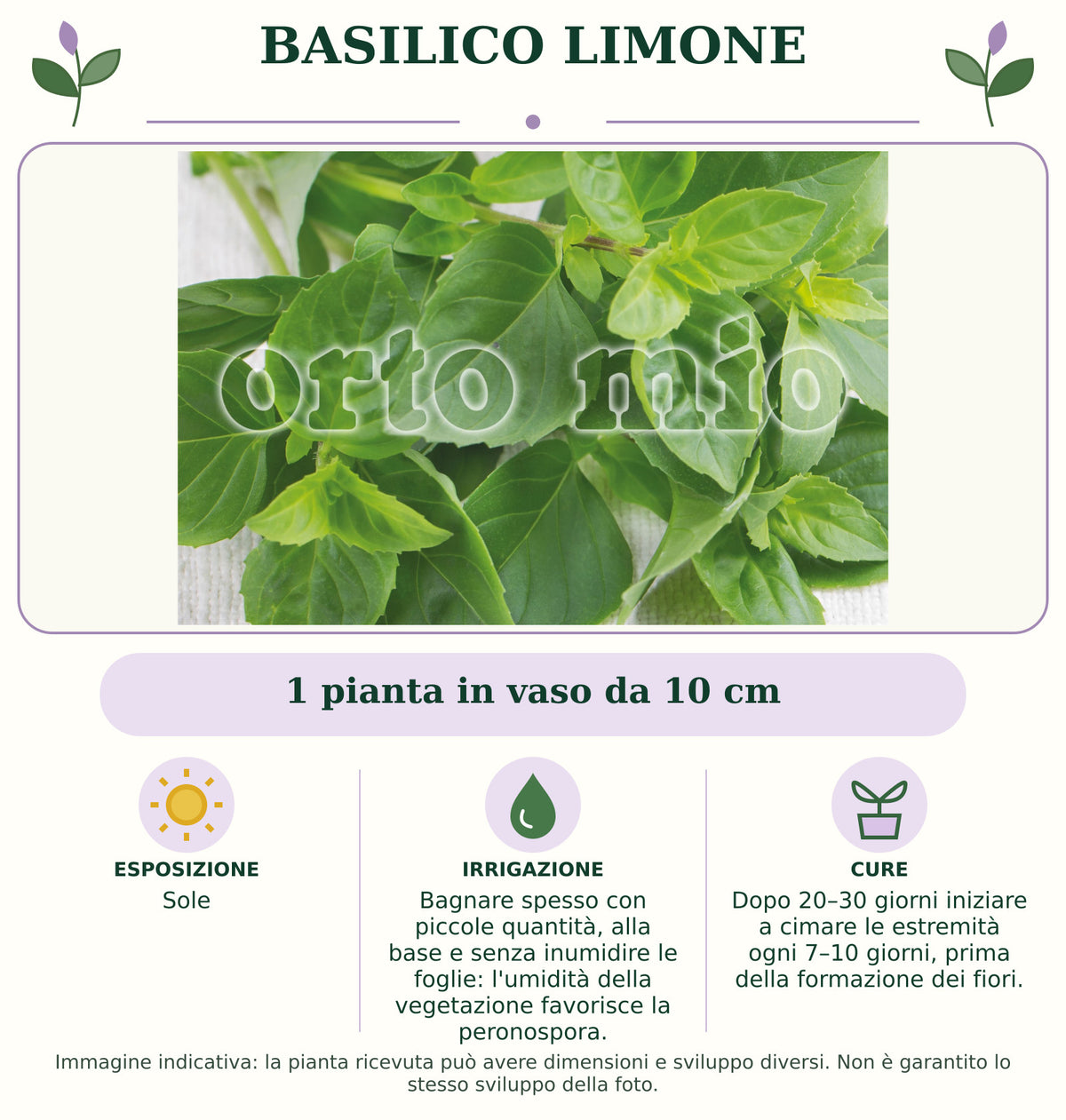 Basilico Limone: 1 pianta in vaso da 10 cm. Sole. Bagnare spesso con piccole quantità, alla base e senza inumidire le foglie: l'umidità della vegetazione favorisce la peronospora.. Dopo 20–30 giorni iniziare a cimare le estremità ogni 7–10 giorni, prima della formazione dei fiori.. Immagine indicativa.