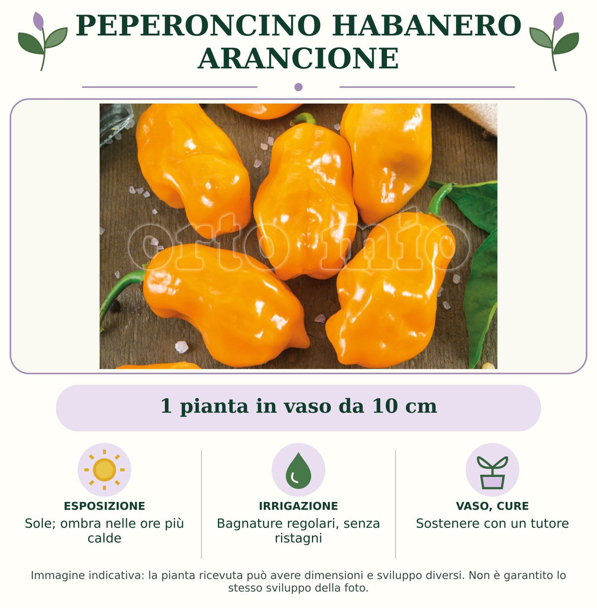 Peperoncino Habanero arancione: 1 pianta in vaso da 10 cm. Sole; ombra nelle ore più calde. Bagnature regolari, senza ristagni. Sostenere con un tutore. Immagine indicativa.