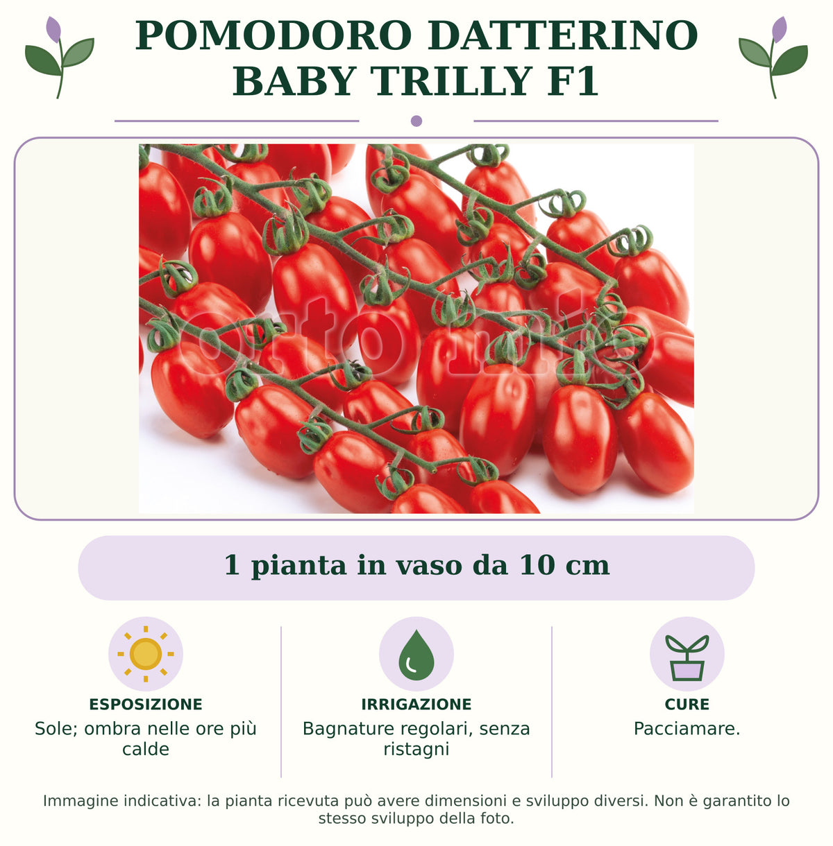 Pomodoro datterino Baby Trilly F1: 1 pianta in vaso da 10 cm. Sole; ombra nelle ore più calde. Bagnature regolari, senza ristagni. Pacciamare.. Immagine indicativa.