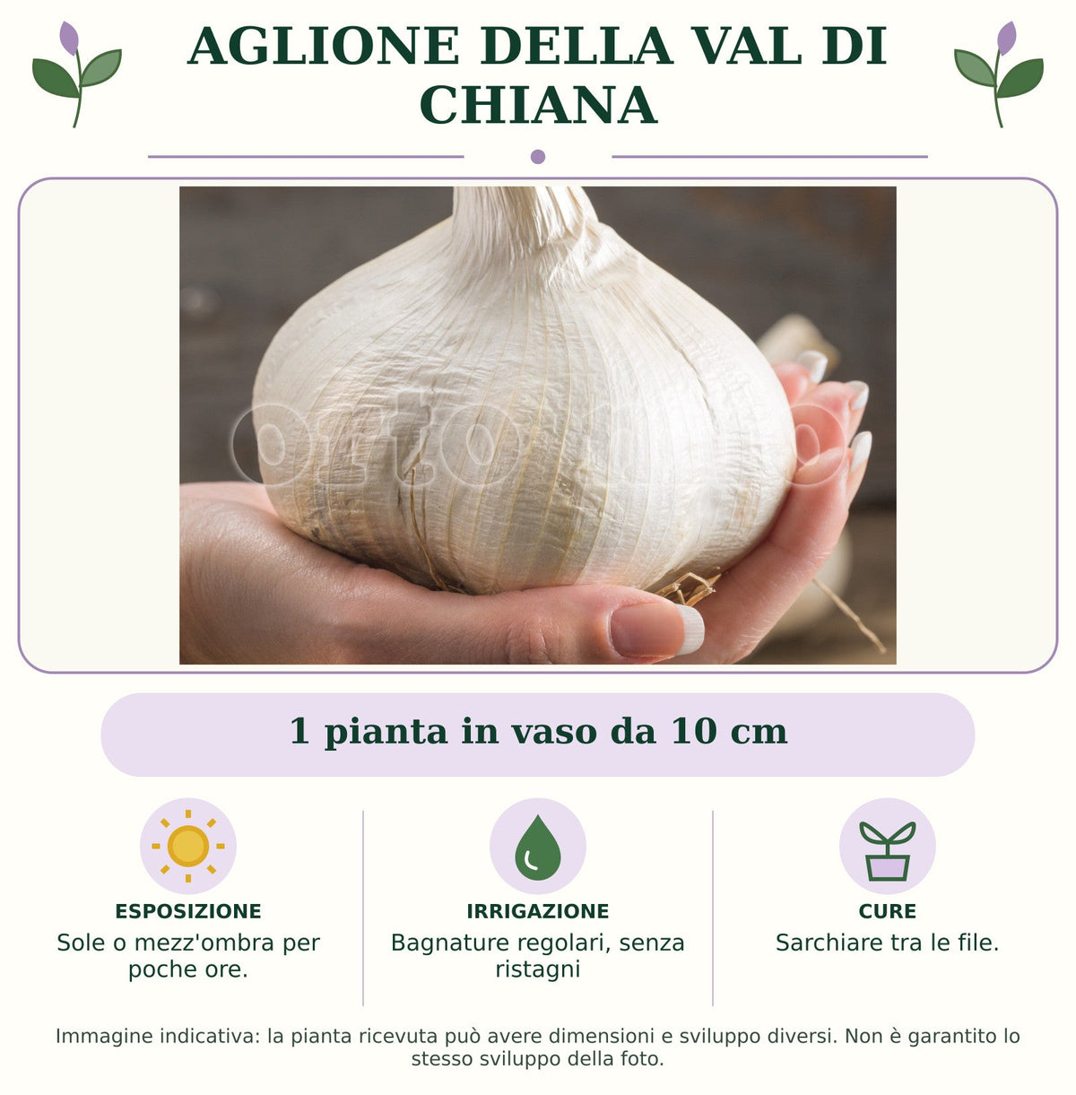 Aglione della Val di Chiana: 1 pianta in vaso da 10 cm. Sole o mezz'ombra per poche ore.. Bagnature regolari, senza ristagni. Sarchiare tra le file.. Immagine indicativa.