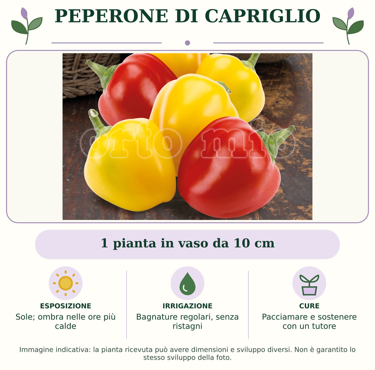 Peperone di Capriglio: 1 pianta in vaso da 10 cm. Sole; ombra nelle ore più calde. Bagnature regolari, senza ristagni. Pacciamare e sostenere con un tutore. Immagine indicativa.