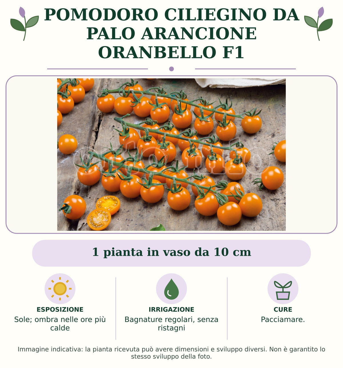 Pomodoro Ciliegino da palo Arancione Oranbello F1: 1 pianta in vaso da 10 cm. Sole; ombra nelle ore più calde. Bagnature regolari, senza ristagni. Pacciamare.. Immagine indicativa.