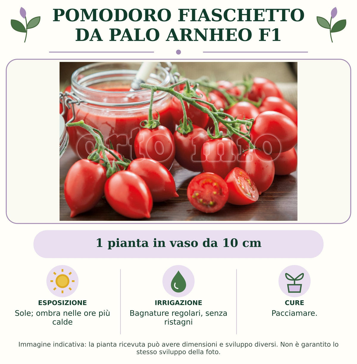 Pomodoro fiaschetto da palo Arnheo F1: 1 pianta in vaso da 10 cm. Sole; ombra nelle ore più calde. Bagnature regolari, senza ristagni. Pacciamare.. Immagine indicativa.