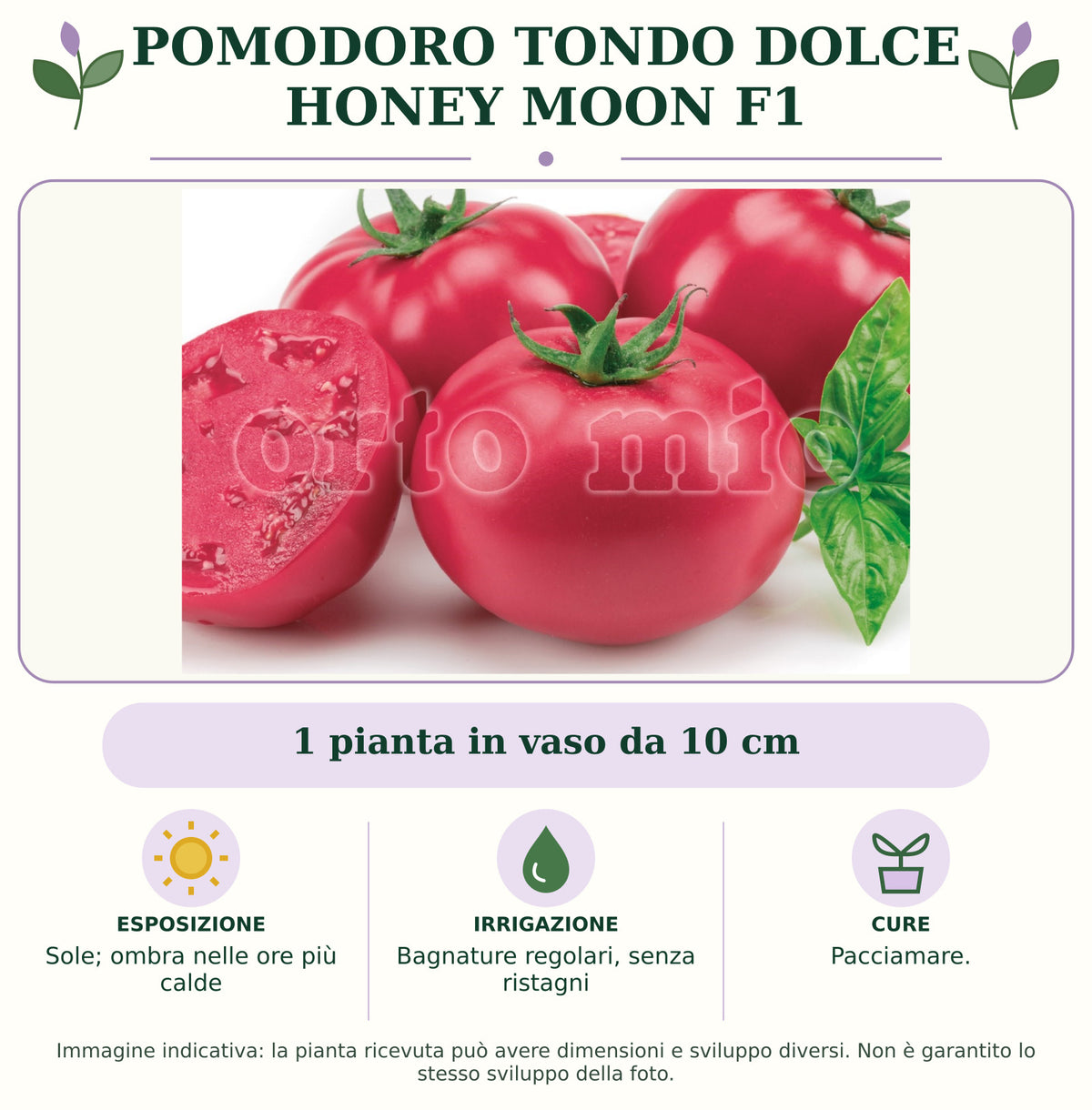 Pomodoro tondo dolce Honey Moon F1: 1 pianta in vaso da 10 cm. Sole; ombra nelle ore più calde. Bagnature regolari, senza ristagni. Pacciamare.. Immagine indicativa.
