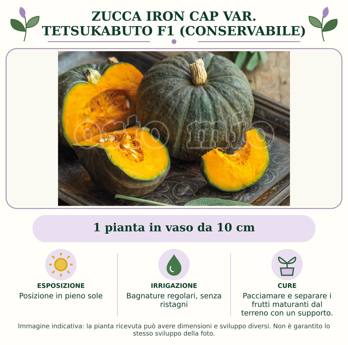 Zucca Iron Cap var. Tetsukabuto F1 (Conservabile): 1 pianta in vaso da 10 cm. Posizione in pieno sole. Bagnature regolari, senza ristagni. Pacciamare e separare i frutti maturanti dal terreno con un supporto.. Immagine indicativa.