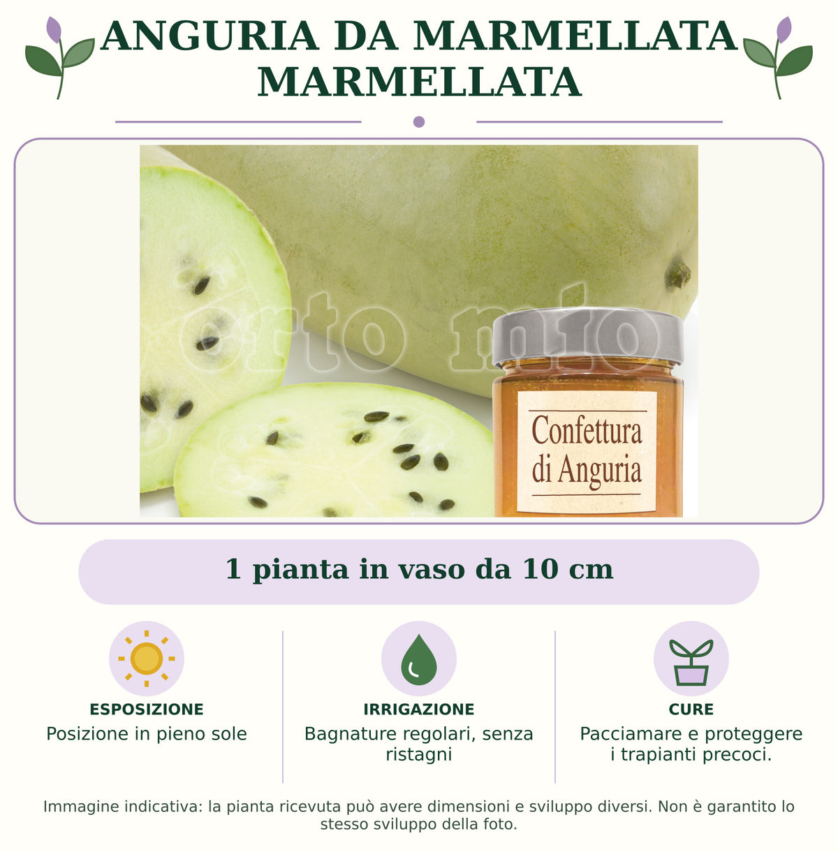 Anguria da marmellata Marmellata: 1 pianta in vaso da 10 cm. Posizione in pieno sole. Bagnature regolari, senza ristagni. Pacciamare e proteggere i trapianti precoci.. Immagine indicativa.