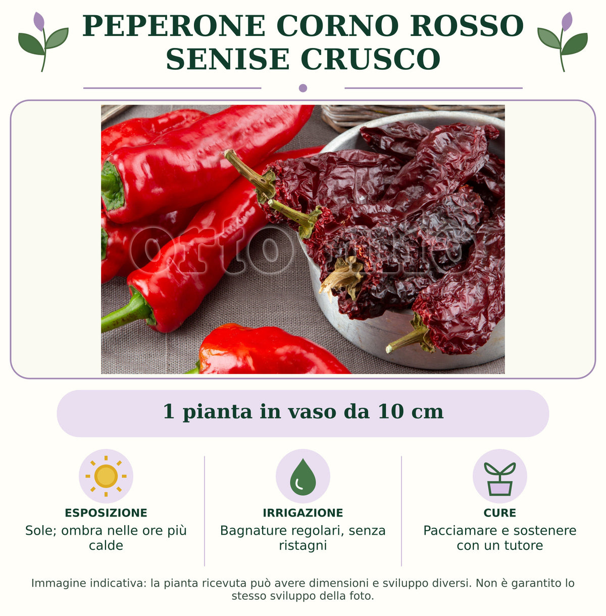Peperone Corno rosso Senise Crusco: 1 pianta in vaso da 10 cm. Sole; ombra nelle ore più calde. Bagnature regolari, senza ristagni. Pacciamare e sostenere con un tutore. Immagine indicativa.