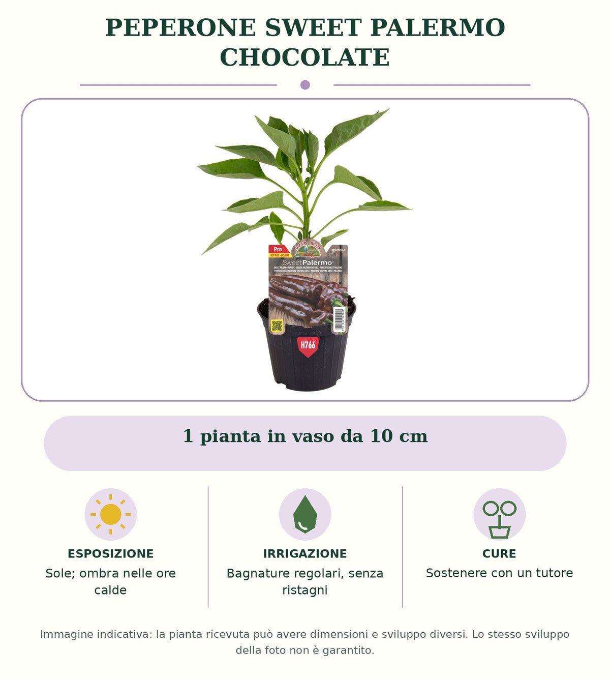 Peperone Sweet Palermo chocolate: 1 pianta in vaso da 10 cm. Sole; ombra nelle ore calde. Bagnature regolari, senza ristagni. Sostenere con un tutore. Immagine indicativa.