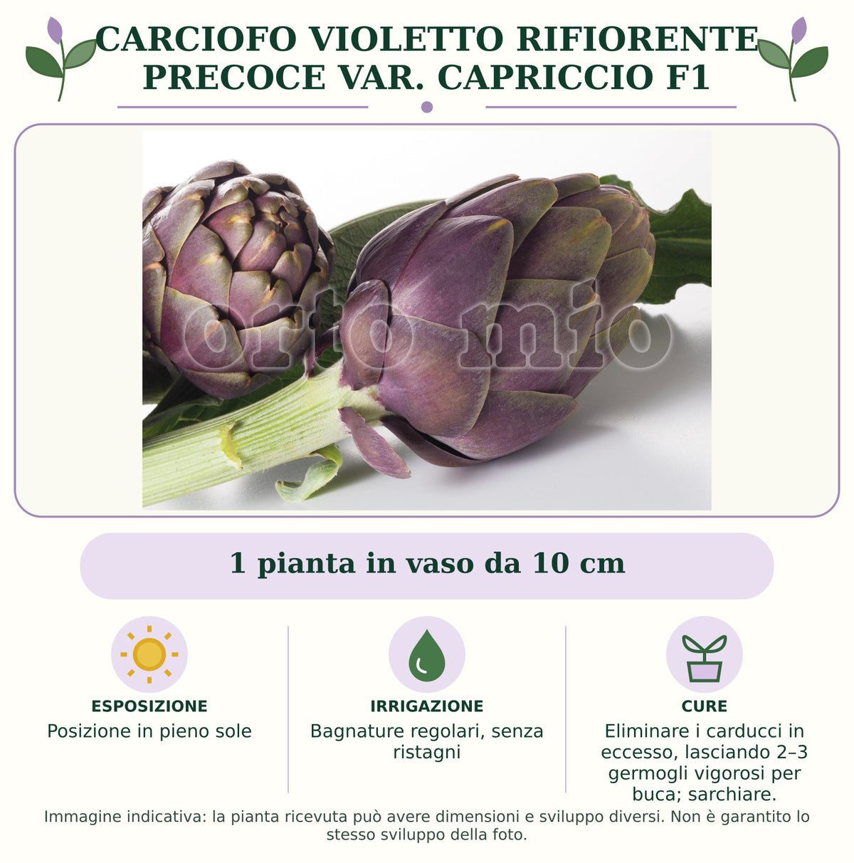Carciofo Violetto Rifiorente precoce var. Capriccio F1: 1 pianta in vaso da 10 cm. Posizione in pieno sole. Bagnature regolari, senza ristagni. Eliminare i carducci in eccesso, lasciando 2–3 germogli vigorosi per buca; sarchiare.. Immagine indicativa.