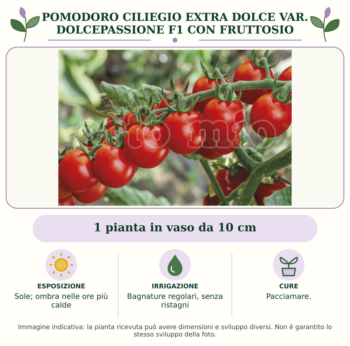 Pomodoro Ciliegio extra dolce var. Dolcepassione F1 con fruttosio: 1 pianta in vaso da 10 cm. Sole; ombra nelle ore più calde. Bagnature regolari, senza ristagni. Pacciamare.. Immagine indicativa.