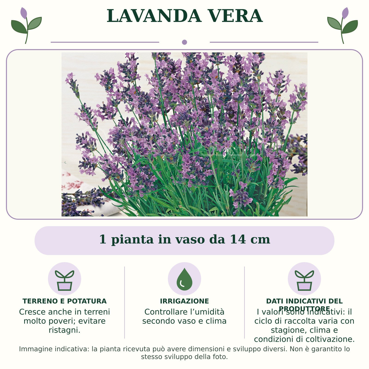 Lavanda Vera: 1 pianta in vaso da 14 cm. Cresce anche in terreni molto poveri; evitare ristagni.. Controllare l’umidità secondo vaso e clima. I valori sono indicativi: il ciclo di raccolta varia con stagione, clima e condizioni di coltivazione.. Immagine indicativa.