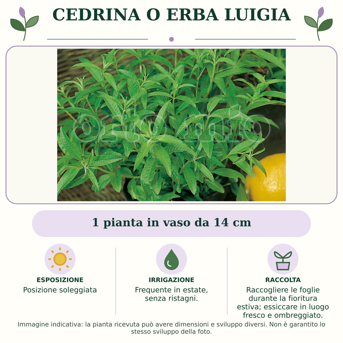 Cedrina o Erba Luigia: 1 pianta in vaso da 14 cm. Posizione soleggiata. Frequente in estate, senza ristagni.. Raccogliere le foglie durante la fioritura estiva; essiccare in luogo fresco e ombreggiato.. Immagine indicativa.