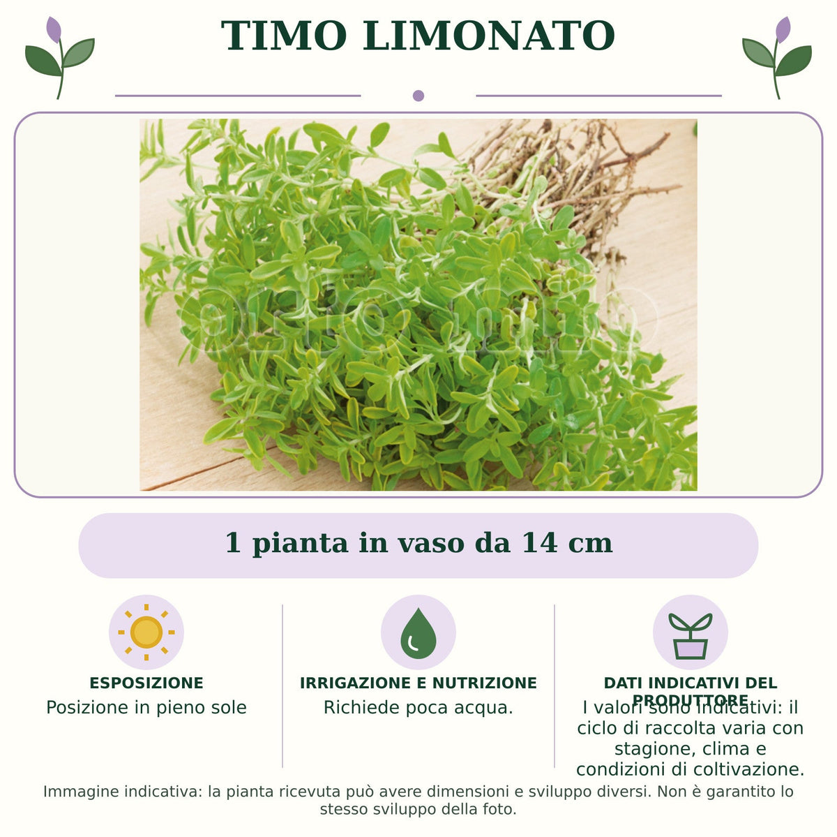 Timo Limonato: 1 pianta in vaso da 14 cm. Posizione in pieno sole. Richiede poca acqua.. I valori sono indicativi: il ciclo di raccolta varia con stagione, clima e condizioni di coltivazione.. Immagine indicativa.