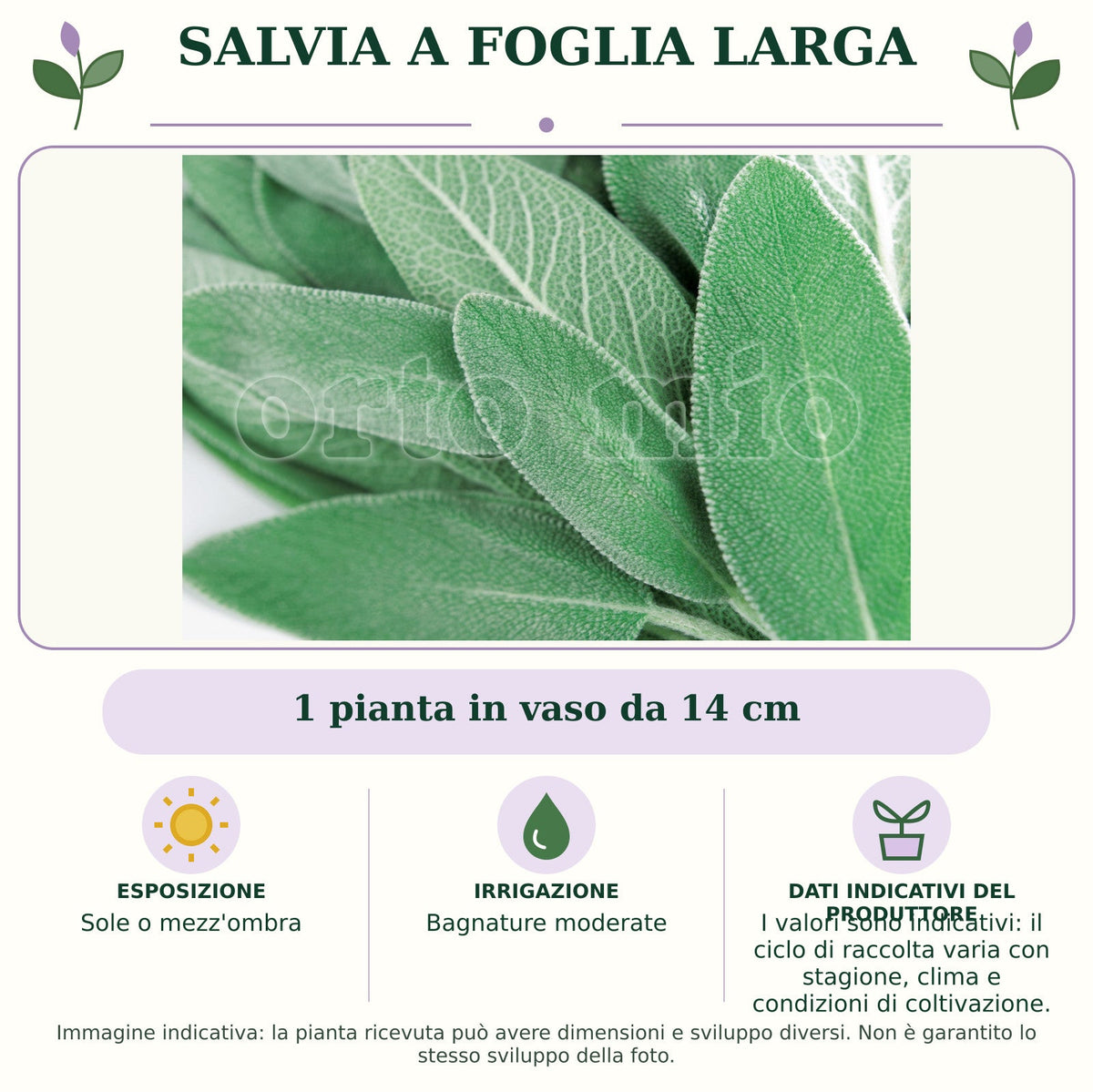 Salvia a Foglia Larga: 1 pianta in vaso da 14 cm. Sole o mezz'ombra. Bagnature moderate. I valori sono indicativi: il ciclo di raccolta varia con stagione, clima e condizioni di coltivazione.. Immagine indicativa.