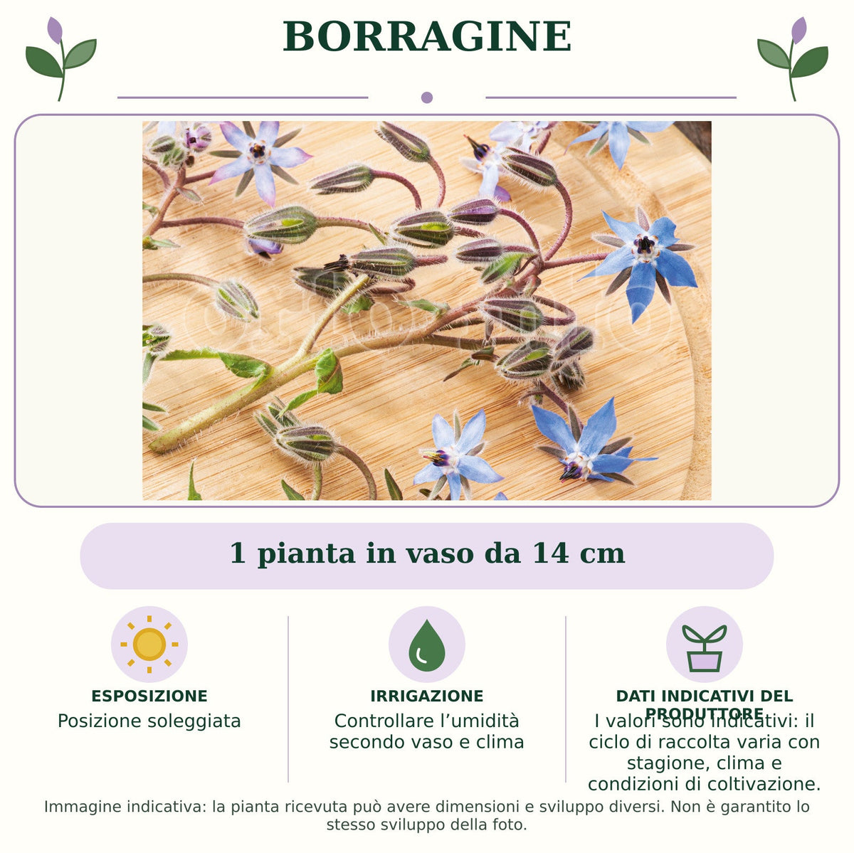 Borragine: 1 pianta in vaso da 14 cm. Posizione soleggiata. Controllare l’umidità secondo vaso e clima. I valori sono indicativi: il ciclo di raccolta varia con stagione, clima e condizioni di coltivazione.. Immagine indicativa.