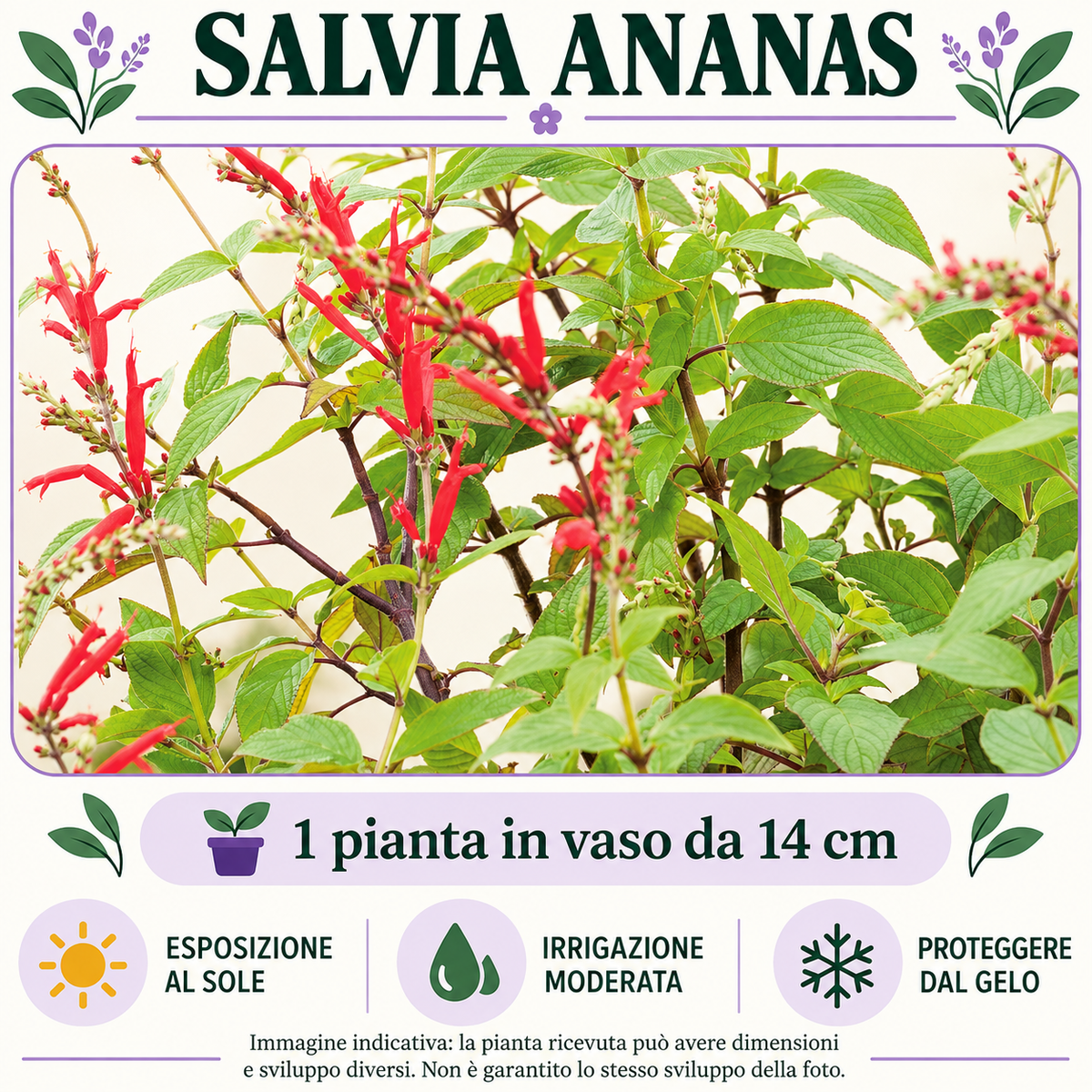 Salvia ananas: 1 pianta in vaso da 14 cm. Esposizione al sole, irrigazione moderata e protezione dal gelo. Fotografia indicativa.