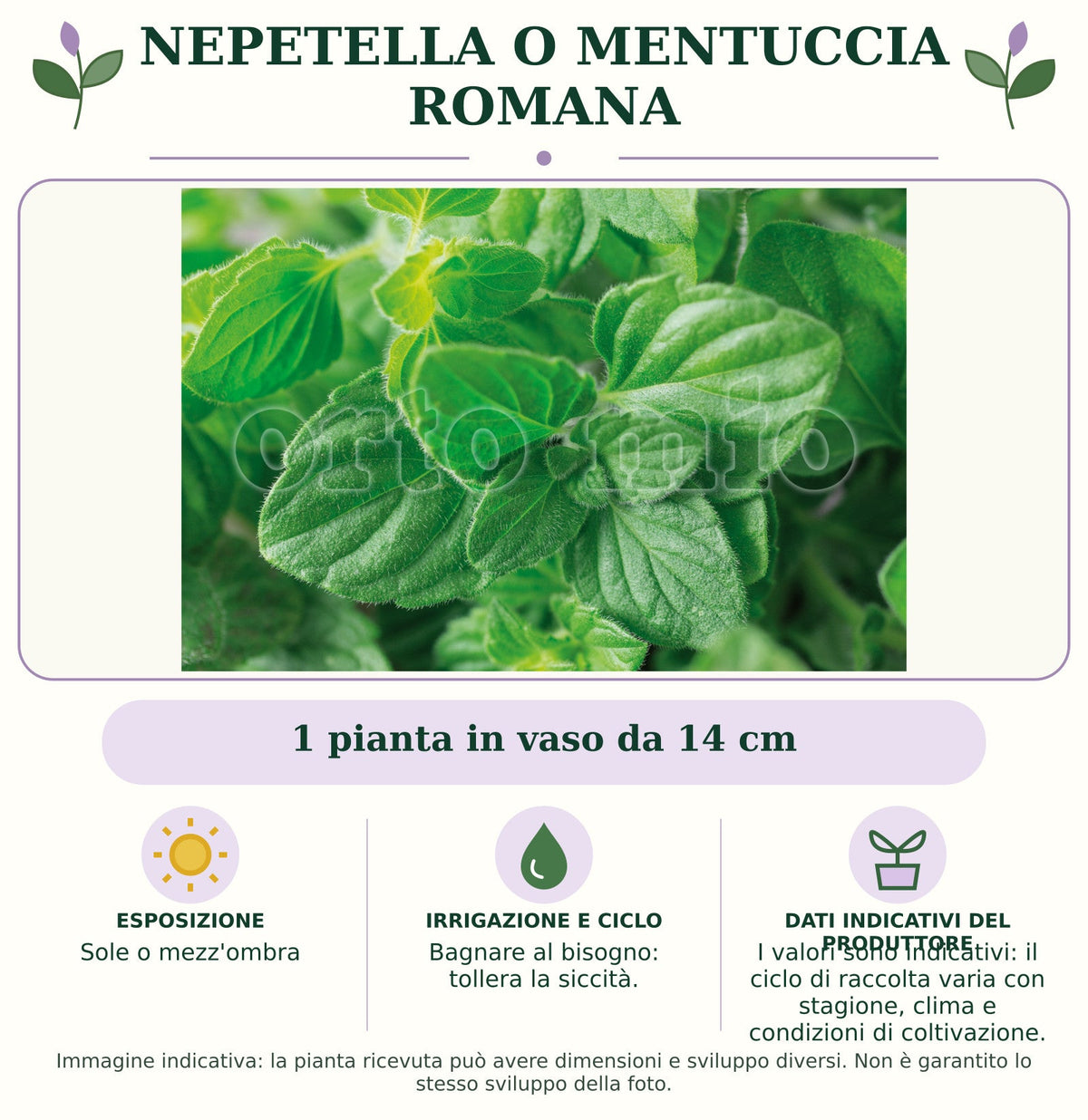 Nepetella o Mentuccia Romana: 1 pianta in vaso da 14 cm. Sole o mezz'ombra. Bagnare al bisogno: tollera la siccità.. I valori sono indicativi: il ciclo di raccolta varia con stagione, clima e condizioni di coltivazione.. Immagine indicativa.