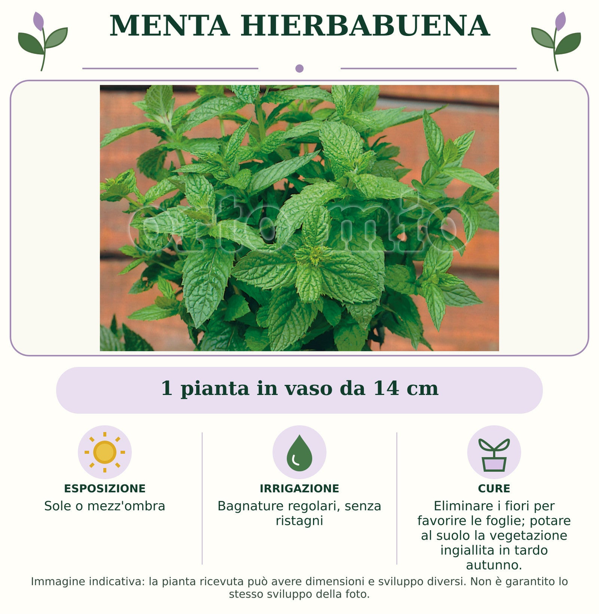 Menta Hierbabuena: 1 pianta in vaso da 14 cm. Sole o mezz'ombra. Bagnature regolari, senza ristagni. Eliminare i fiori per favorire le foglie; potare al suolo la vegetazione ingiallita in tardo autunno.. Immagine indicativa.
