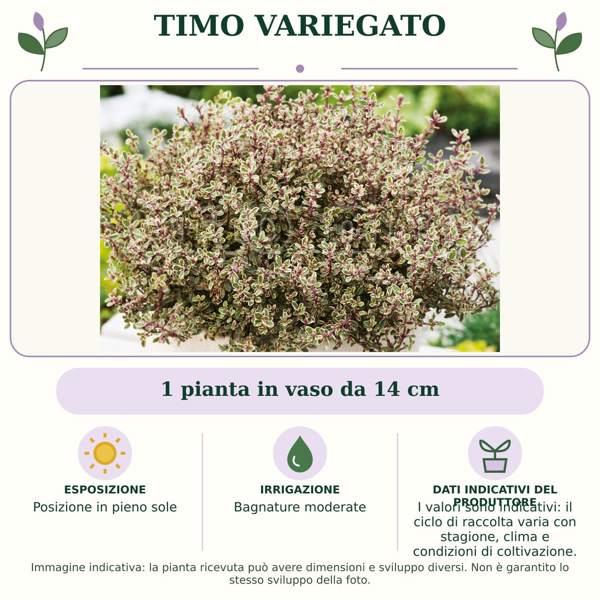 Timo Variegato: 1 pianta in vaso da 14 cm. Posizione in pieno sole. Bagnature moderate. I valori sono indicativi: il ciclo di raccolta varia con stagione, clima e condizioni di coltivazione.. Immagine indicativa.