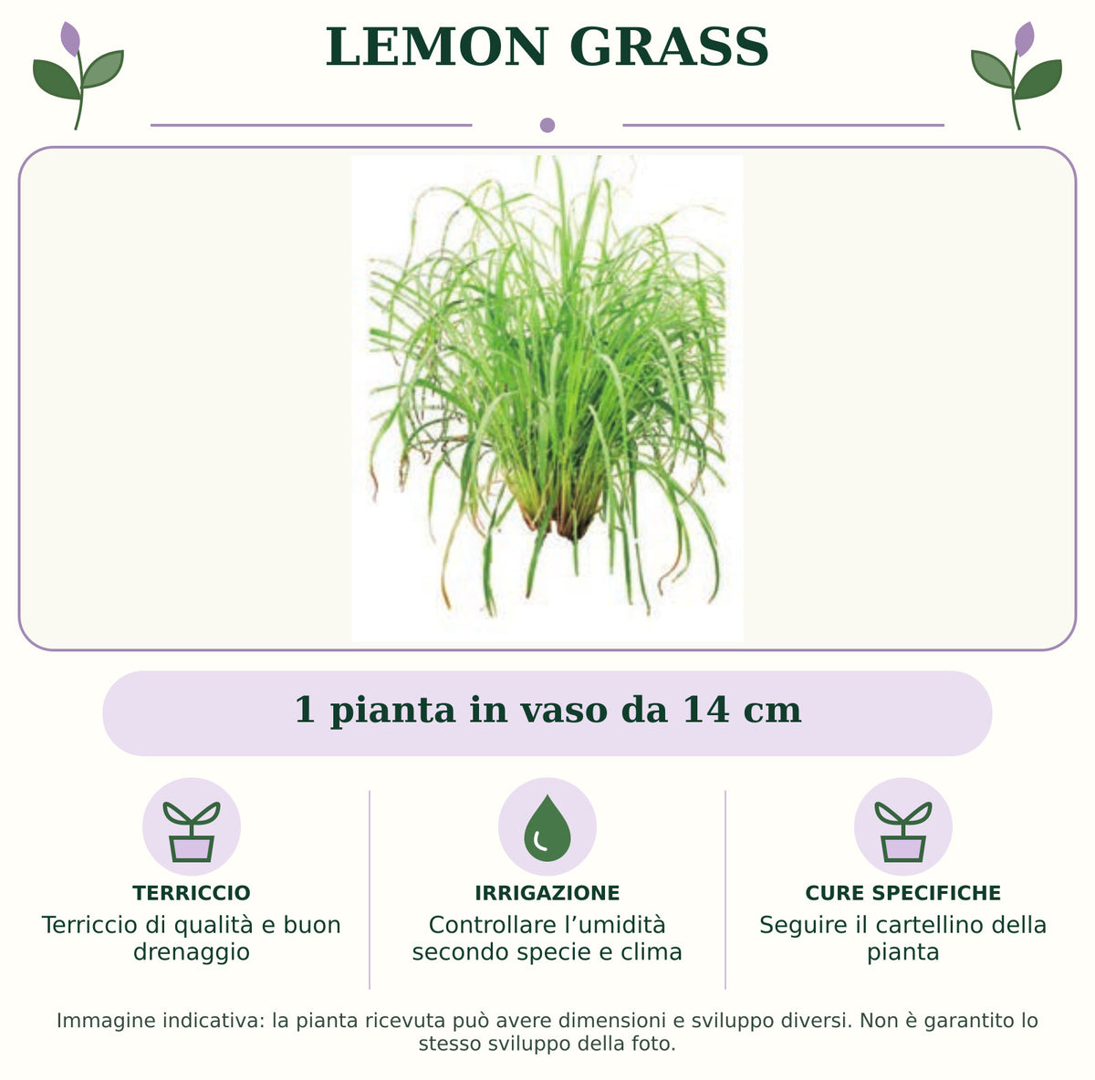 Lemon Grass: 1 pianta in vaso da 14 cm. Terriccio di qualità e buon drenaggio. Controllare l’umidità secondo specie e clima. Seguire il cartellino della pianta. Immagine indicativa.