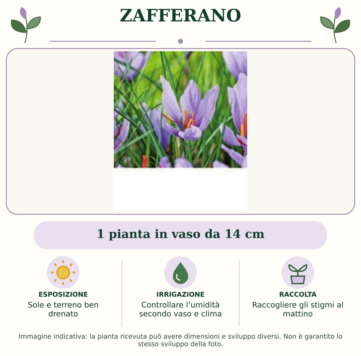 Zafferano: 1 pianta in vaso da 14 cm. Sole e terreno ben drenato. Controllare l’umidità secondo vaso e clima. Raccogliere gli stigmi al mattino. Immagine indicativa.