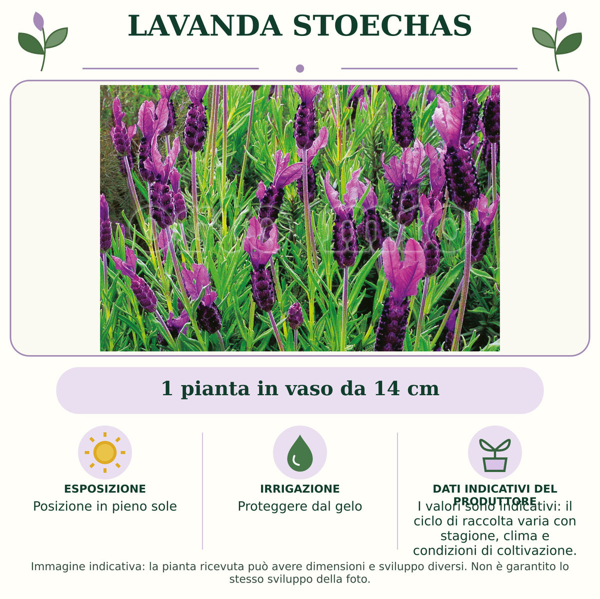 Lavanda Stoechas: 1 pianta in vaso da 14 cm. Posizione in pieno sole. Proteggere dal gelo. I valori sono indicativi: il ciclo di raccolta varia con stagione, clima e condizioni di coltivazione.. Immagine indicativa.