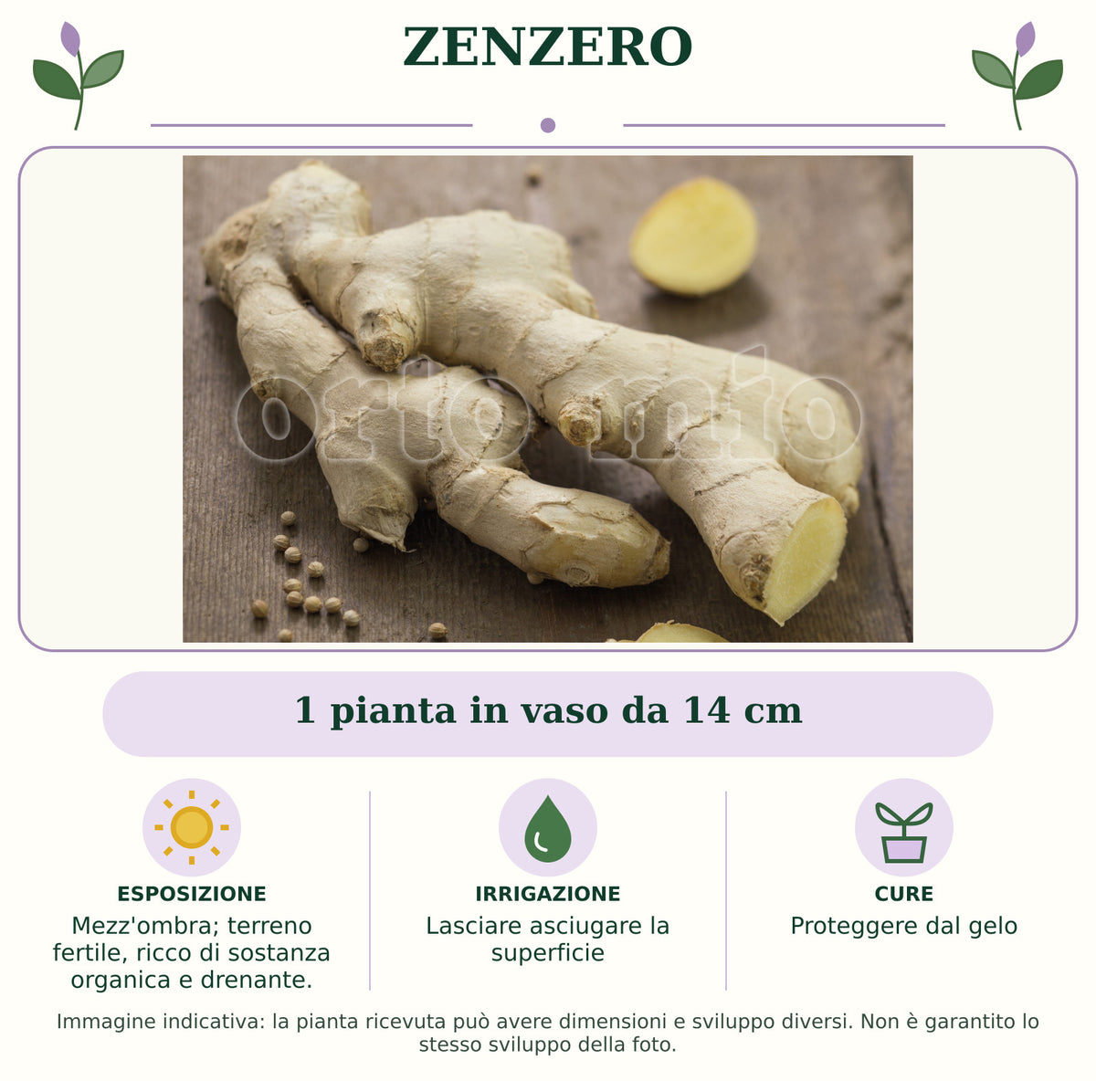 Zenzero: 1 pianta in vaso da 14 cm. Mezz'ombra; terreno fertile, ricco di sostanza organica e drenante.. Lasciare asciugare la superficie. Proteggere dal gelo. Immagine indicativa.