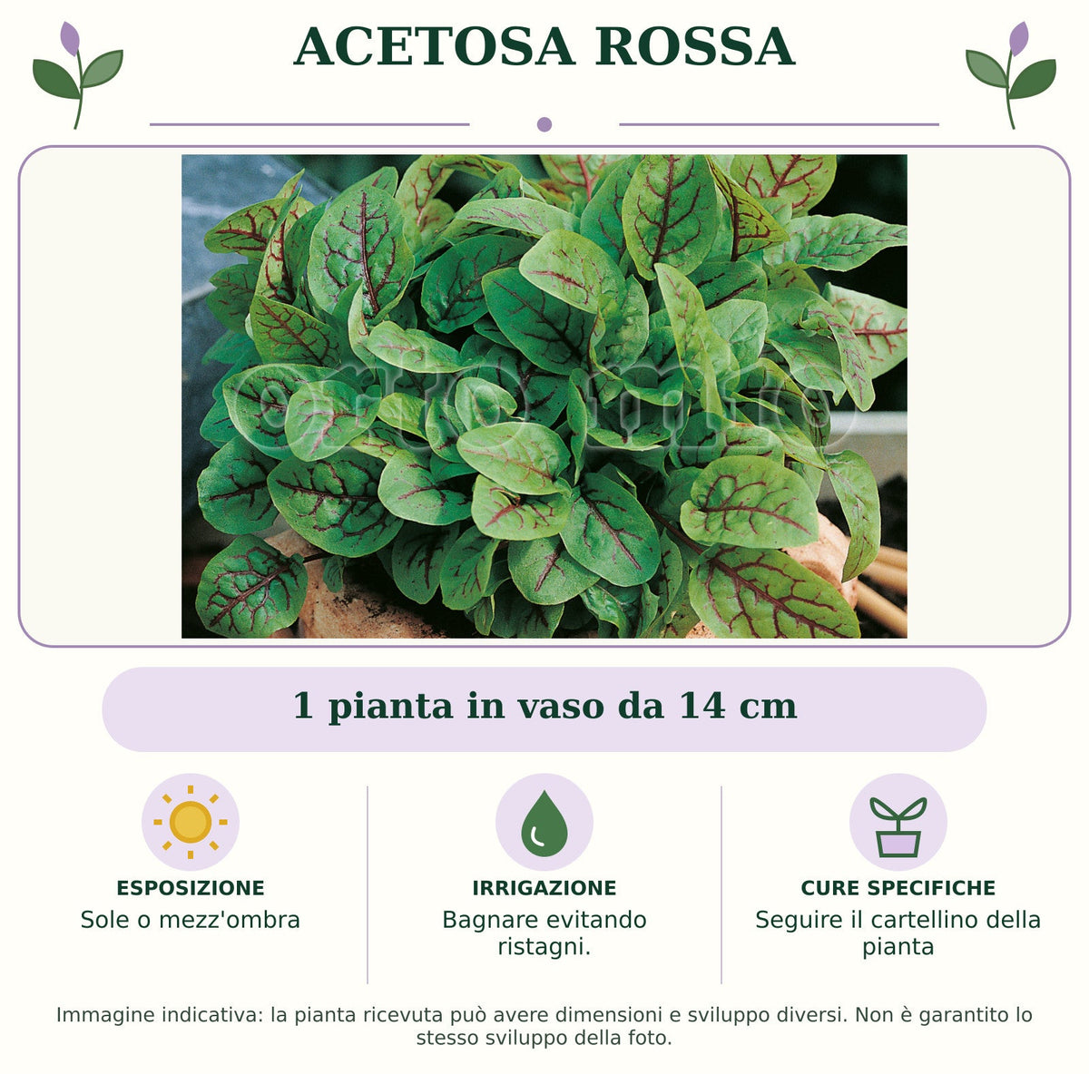 Acetosa rossa: 1 pianta in vaso da 14 cm. Sole o mezz'ombra. Bagnare evitando ristagni.. Seguire il cartellino della pianta. Immagine indicativa.